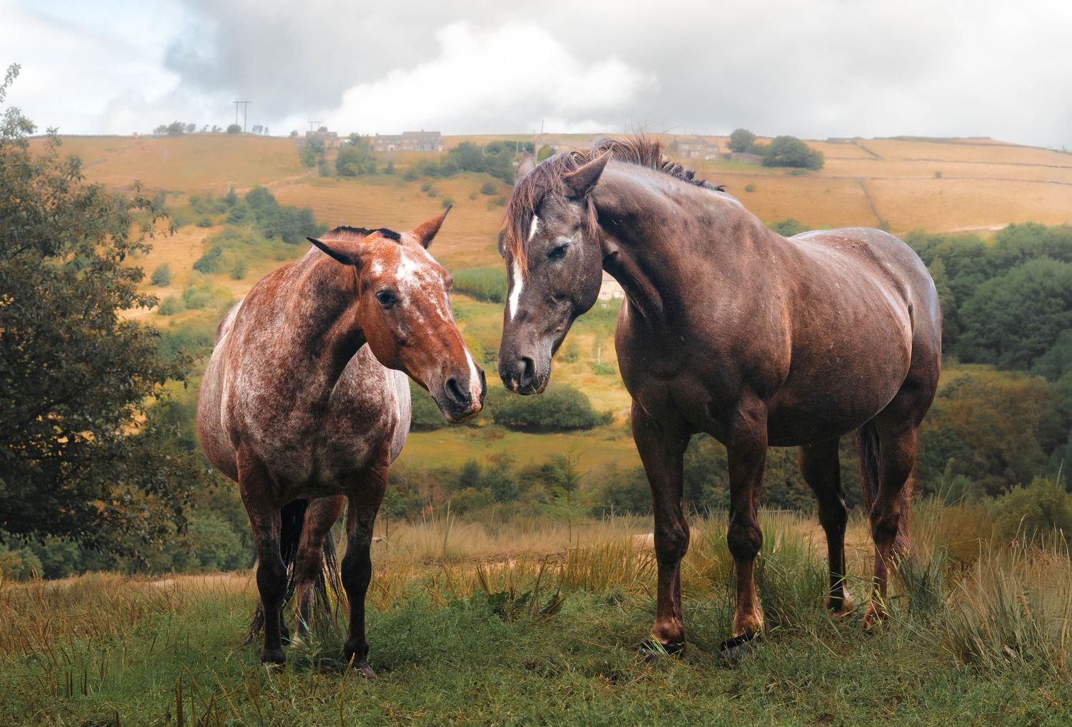 Two horses, one brown and one grey, standing together in a lush green field with rolling hills in the background.