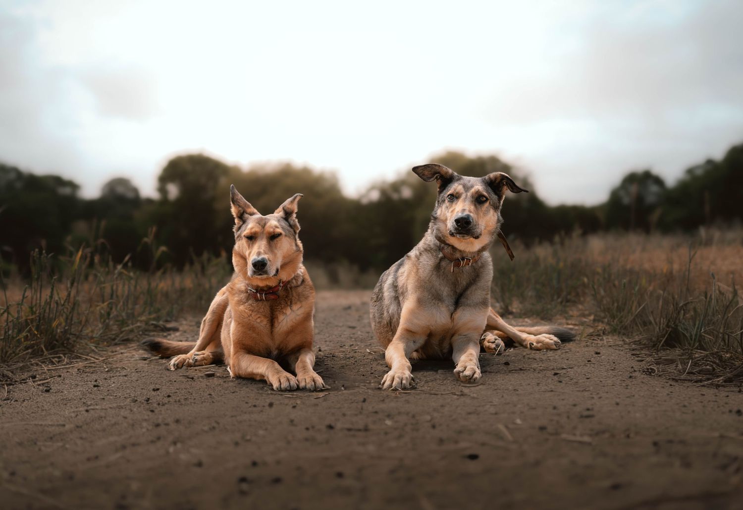 Two mixed breed dogs sitting together on a dirt path surrounded by tall grass.