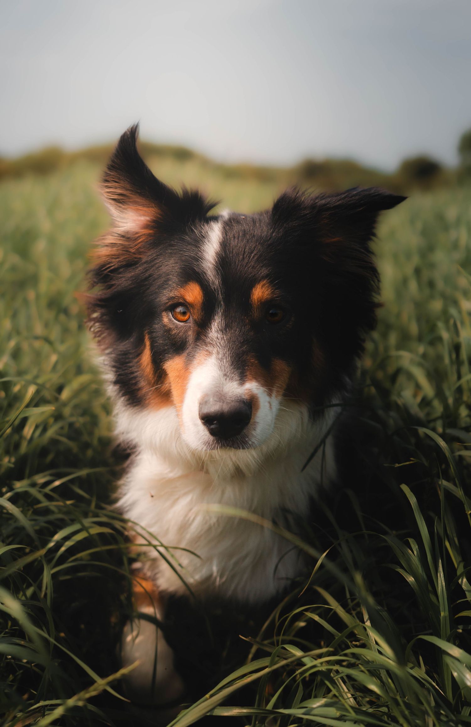 Tri-color Border Collie dog sitting attentively in tall green grass field under cloudy sky.