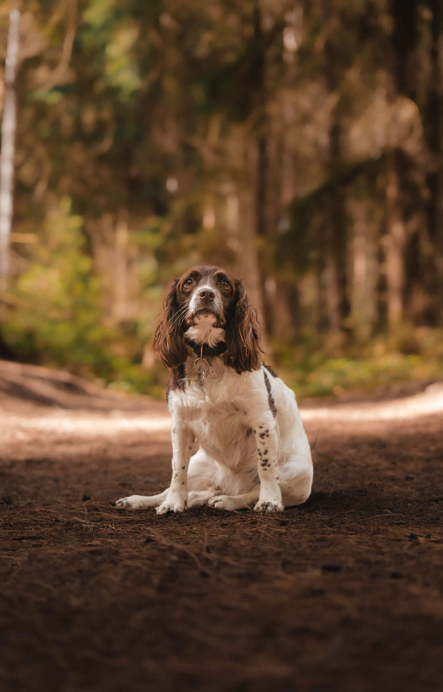 A brown and white Springer Spaniel sits on a dirt path in a forest setting.
