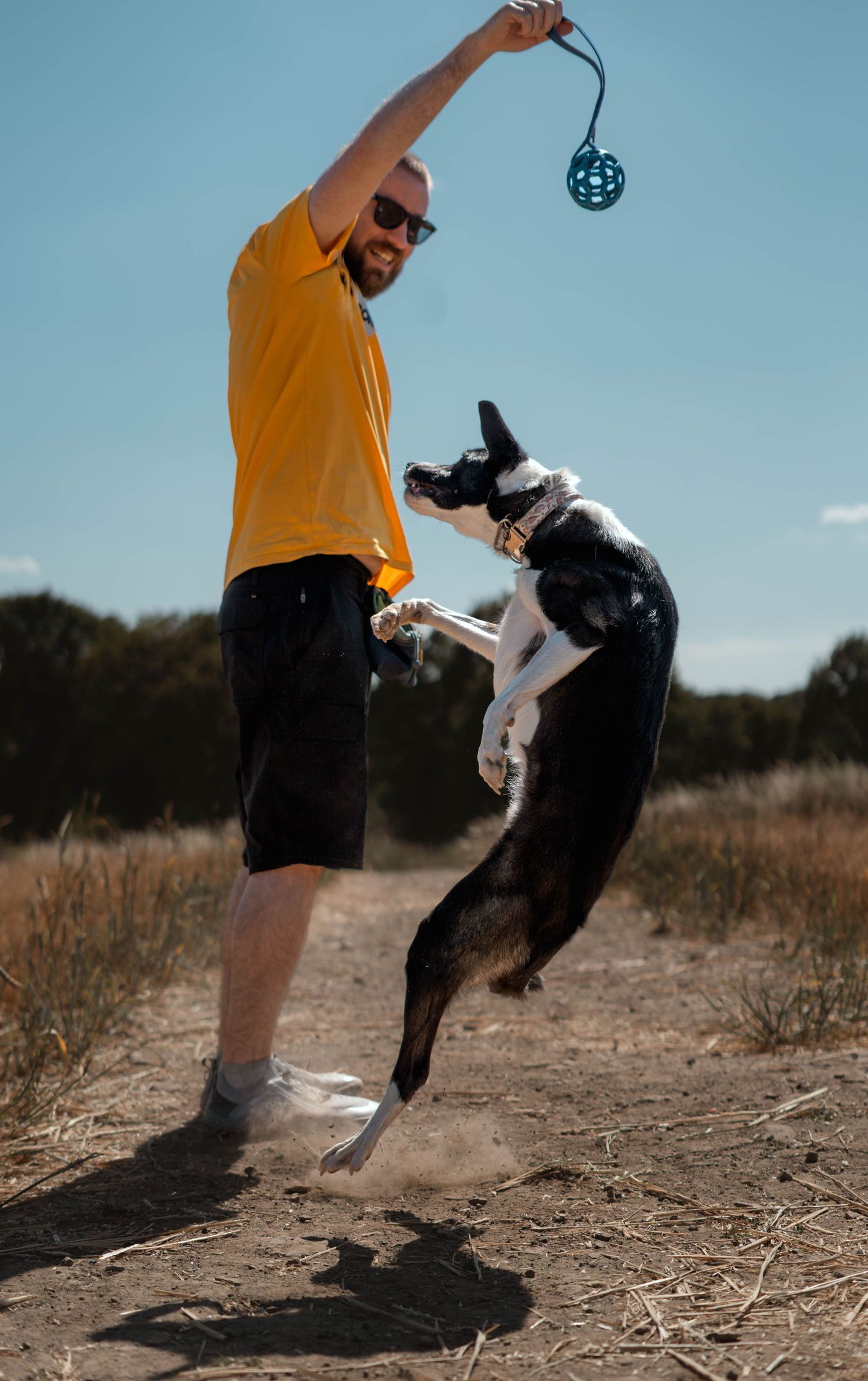 A man in a yellow shirt holds a toy high as a black and white Border Collie leaps up to grab it outdoors.