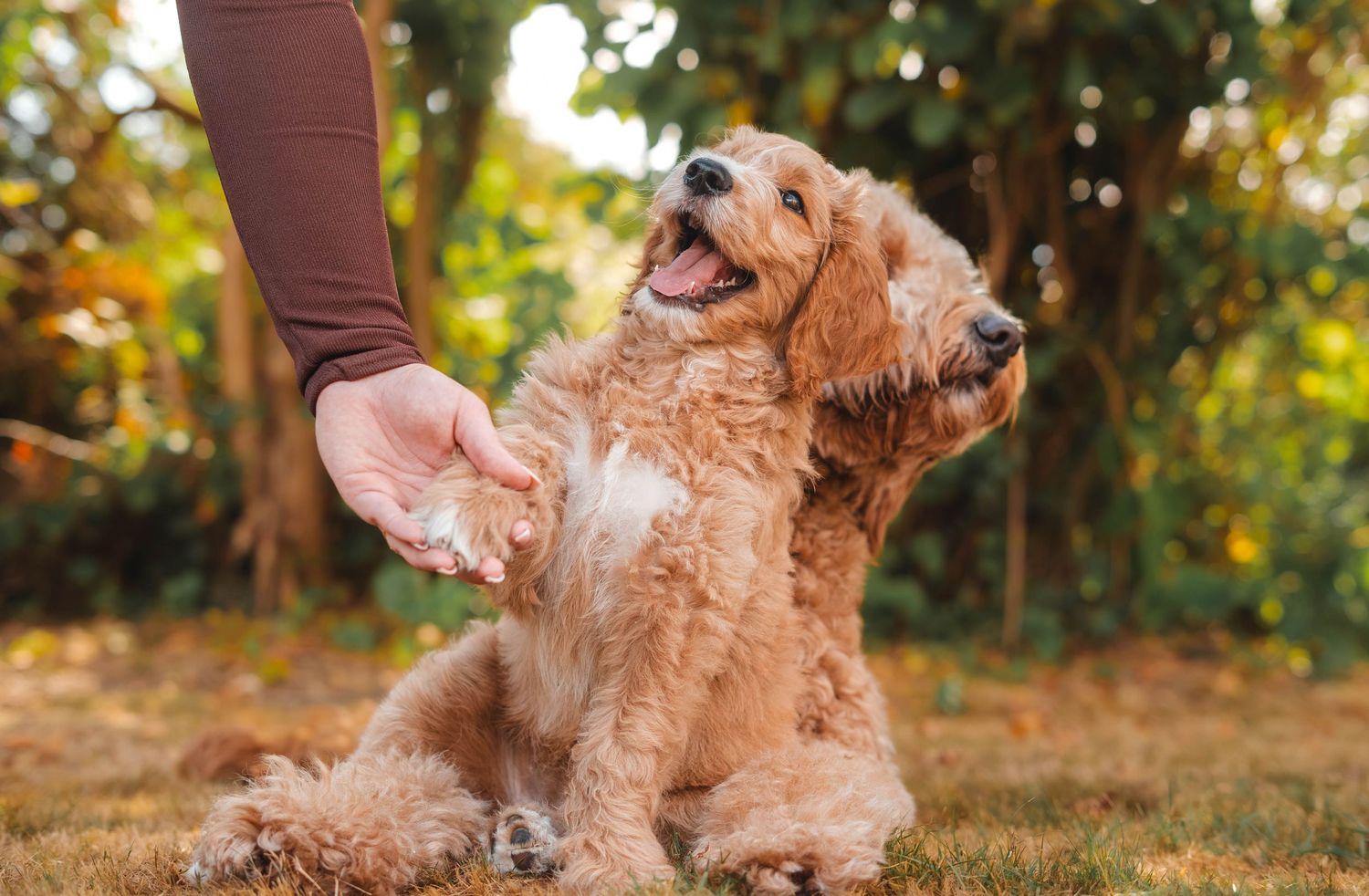 Fluffy golden doodle puppy sitting outdoors giving paw to a person's hand in a sunny park.