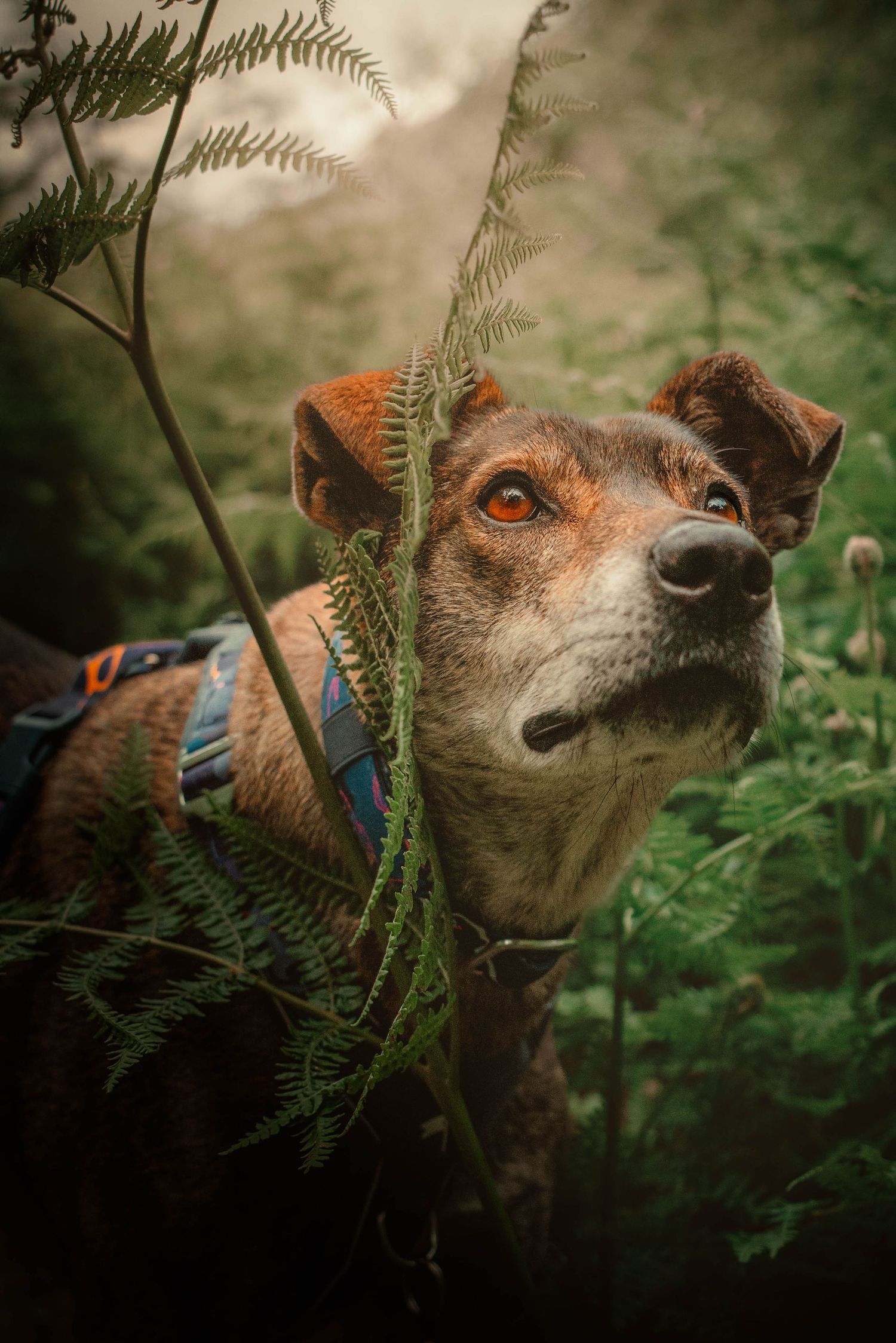 Brindle dog with harness gazing upward through green fern plants outdoors.