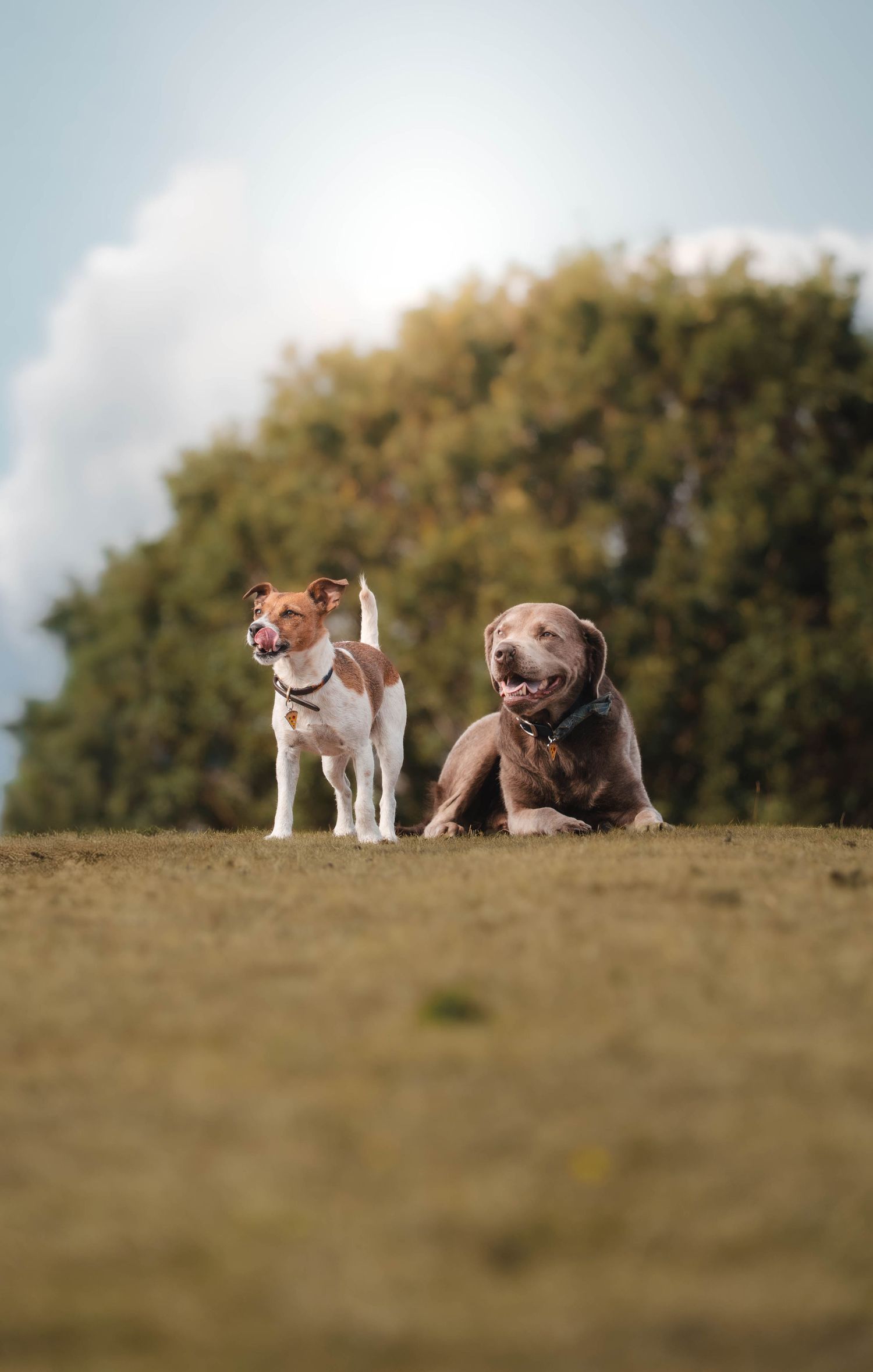 Two dogs, a Jack Russell and a brown Pitbull, sitting together on grass with trees in the background.