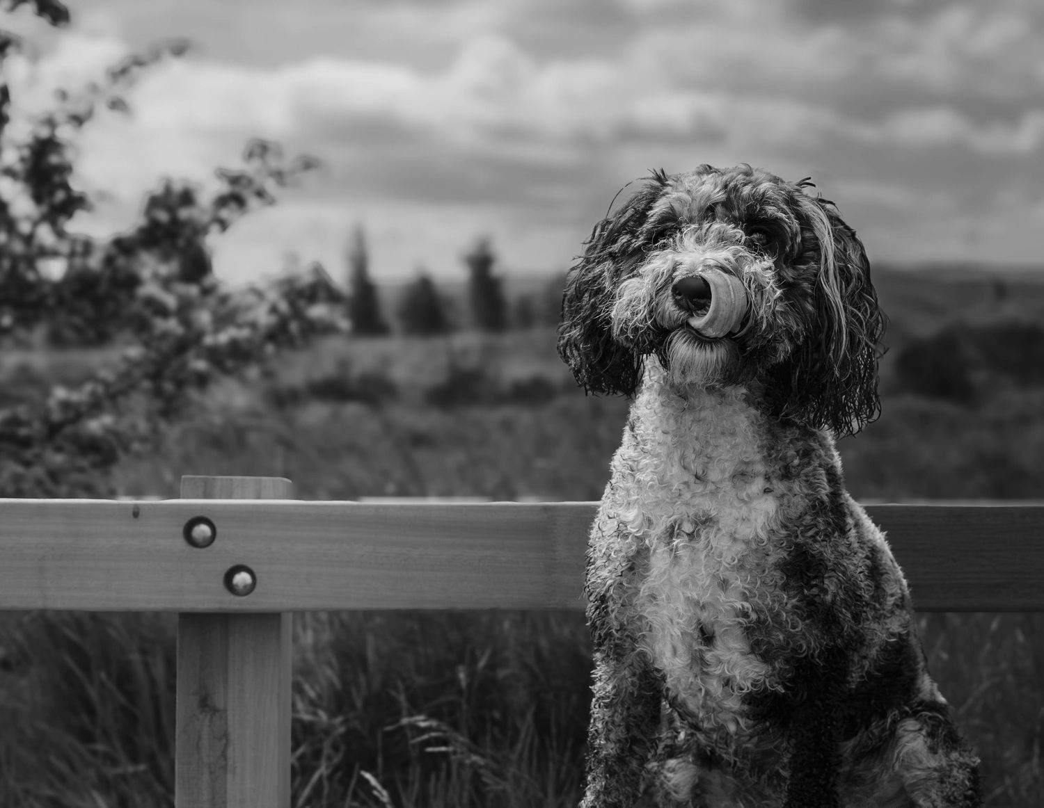Black and white photo of a fluffy doodle dog sitting on a wooden bench in a field.