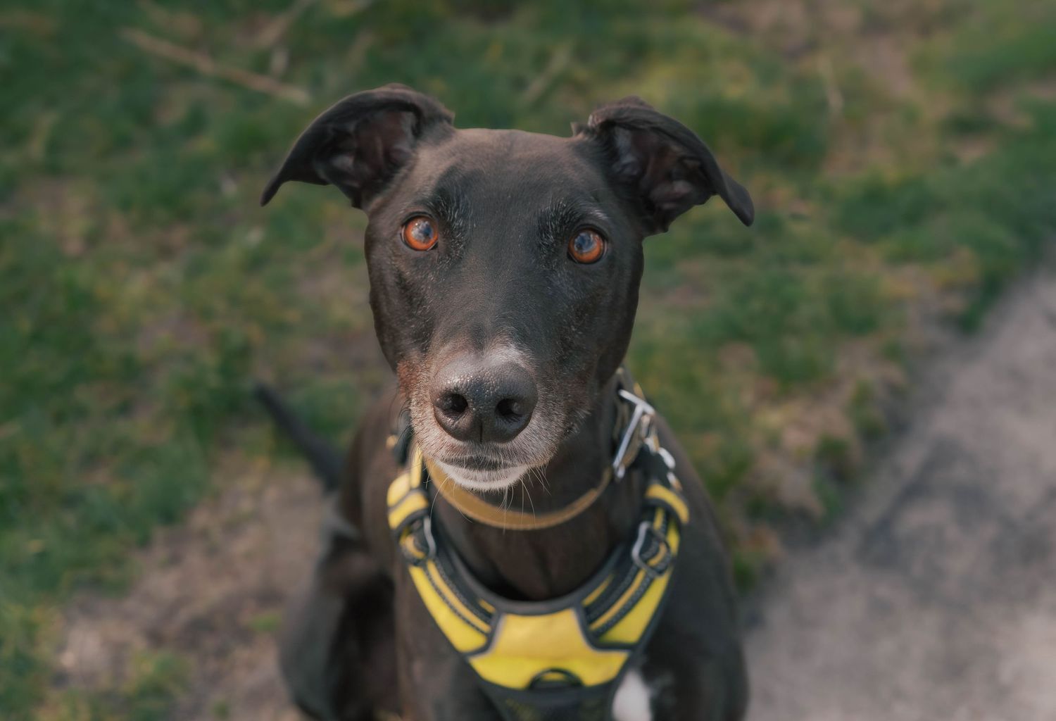 Black greyhound dog wearing a yellow harness looking up at the camera.