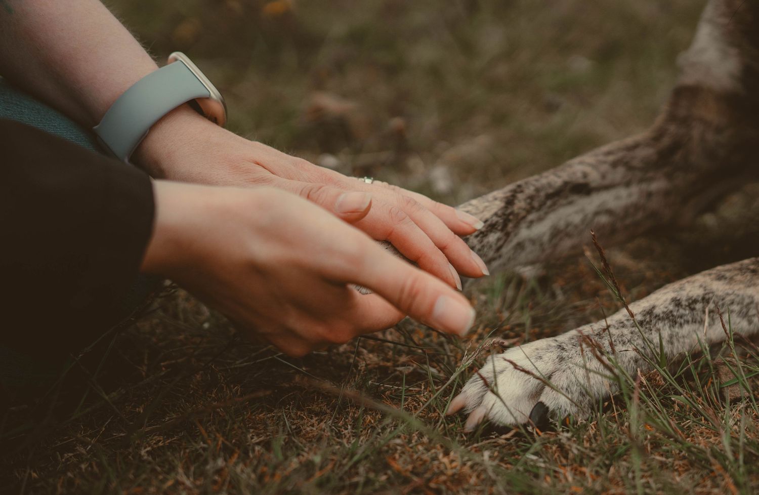 A person gently places their hand on a dog's paw while sitting on grass, wearing a blue fitness tracker bracelet.