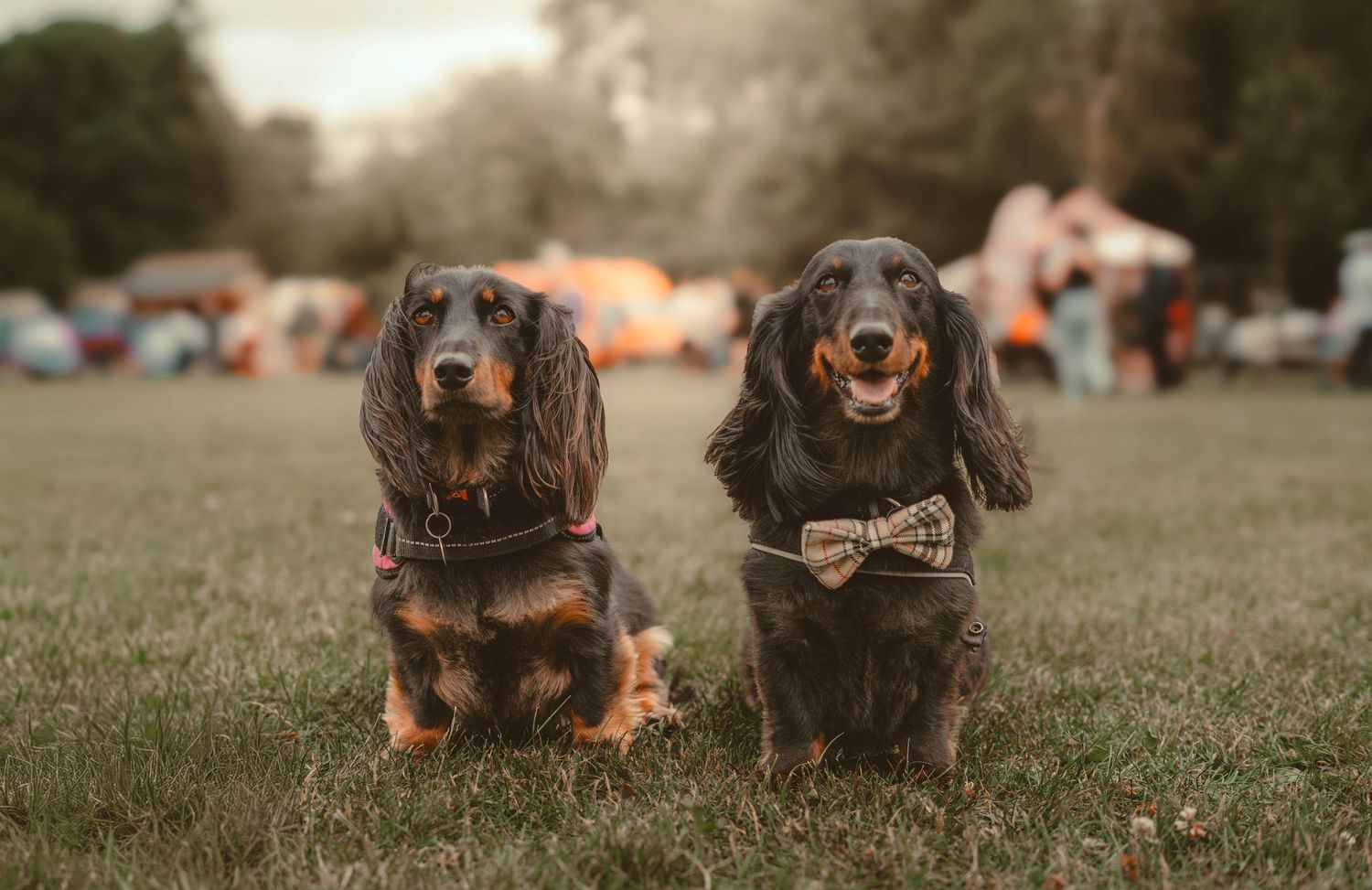 Two adorable long-haired Dachshunds sitting on grass, one wearing a bow tie, at an outdoor event.