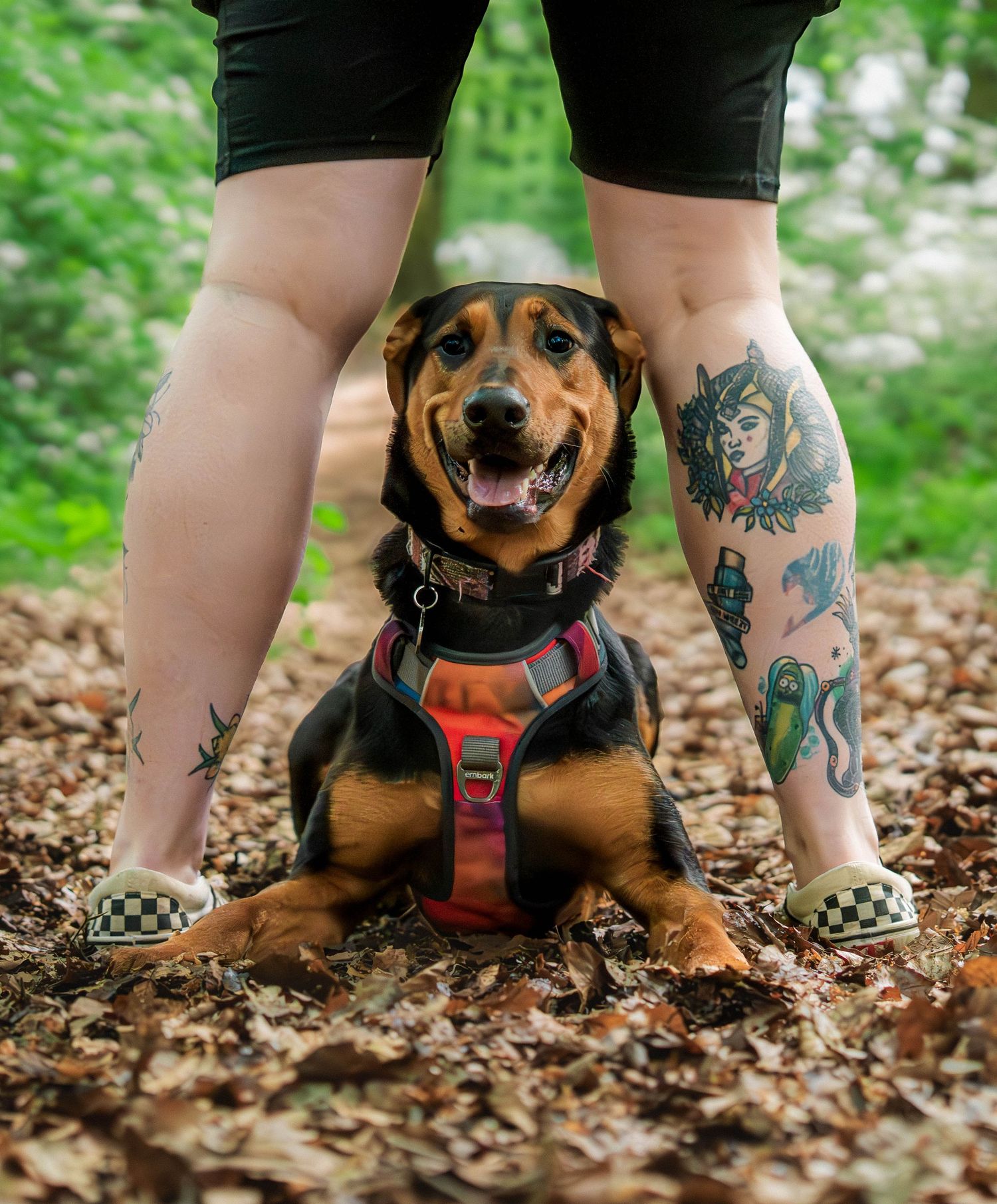 Happy dog in red harness sitting between owners tattooed legs on autumn leaves.