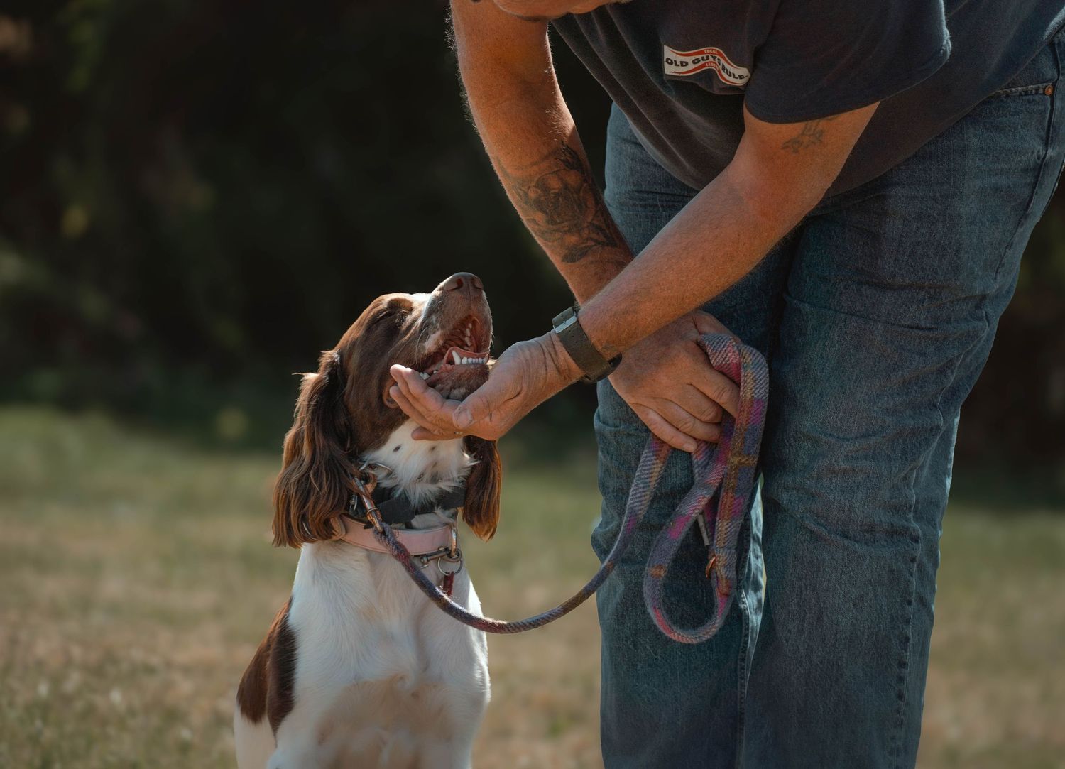 Springer Spaniel dog looking up at owner holding a pink leash outdoors.
