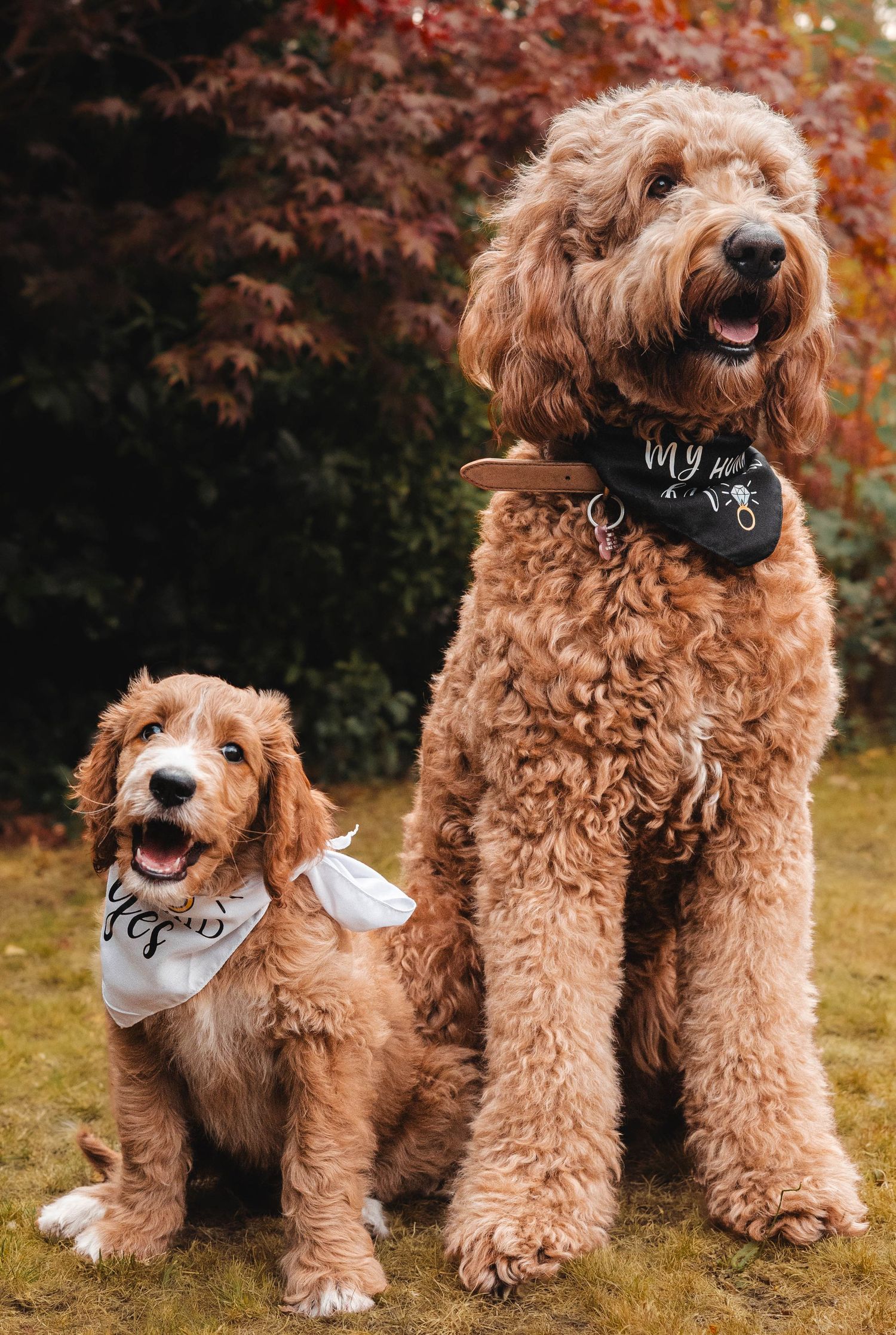 A large and small golden Labradoodle sit together outdoors wearing matching bandanas near autumn foliage.