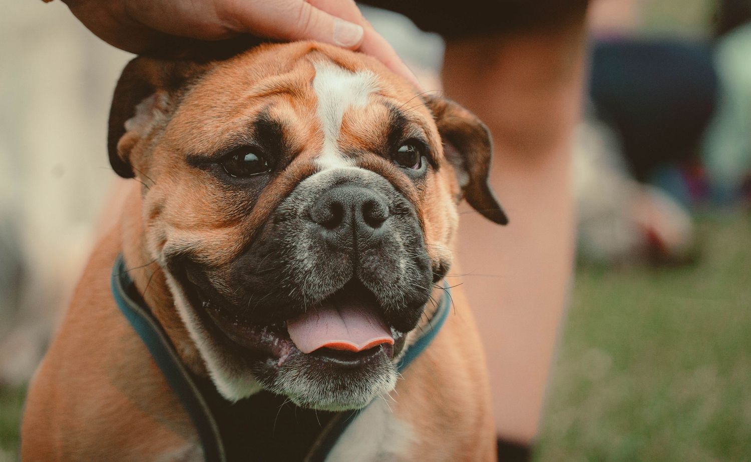 Close-up of a smiling bulldog being petted on the head outdoors at a gathering.