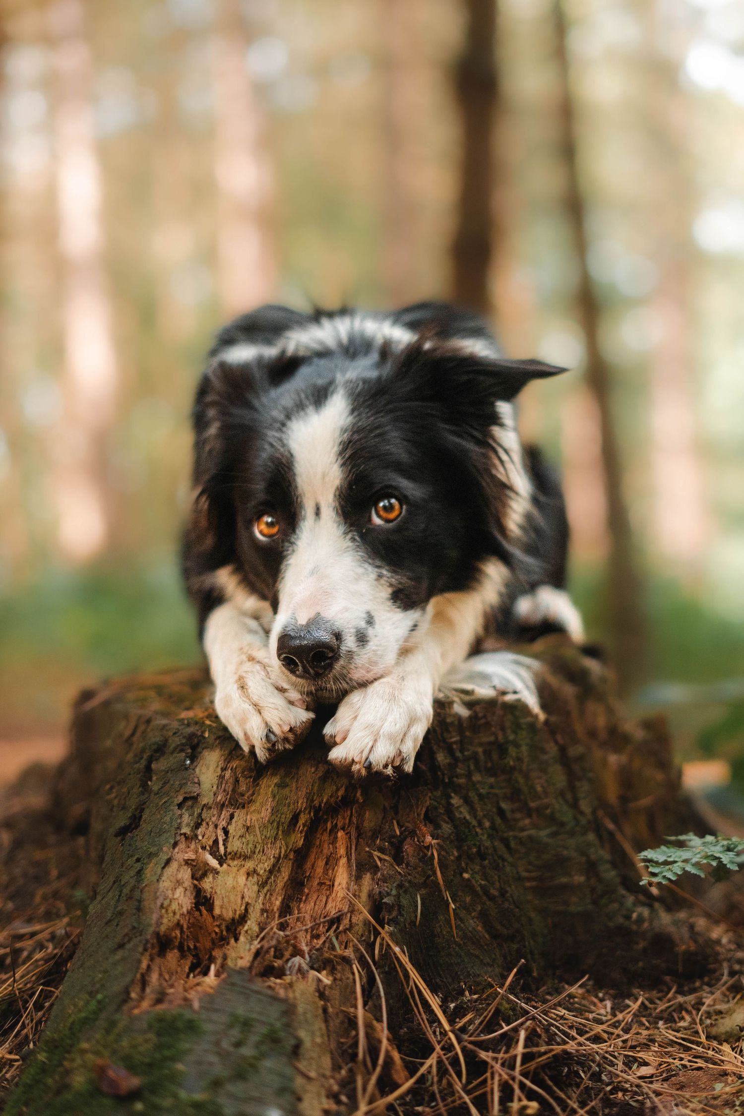 A black and white Border Collie rests its paws on a tree stump in a pine forest.