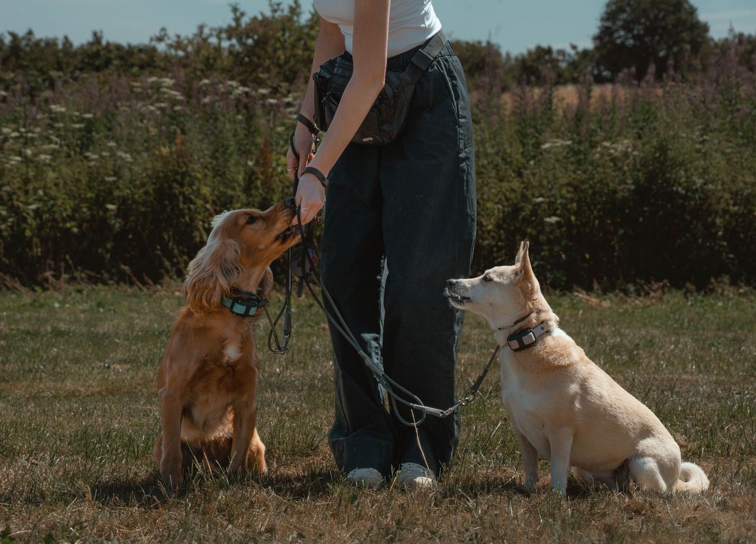 Person training two dogs, a Golden Retriever and Shiba Inu, on leashes in a grassy field.