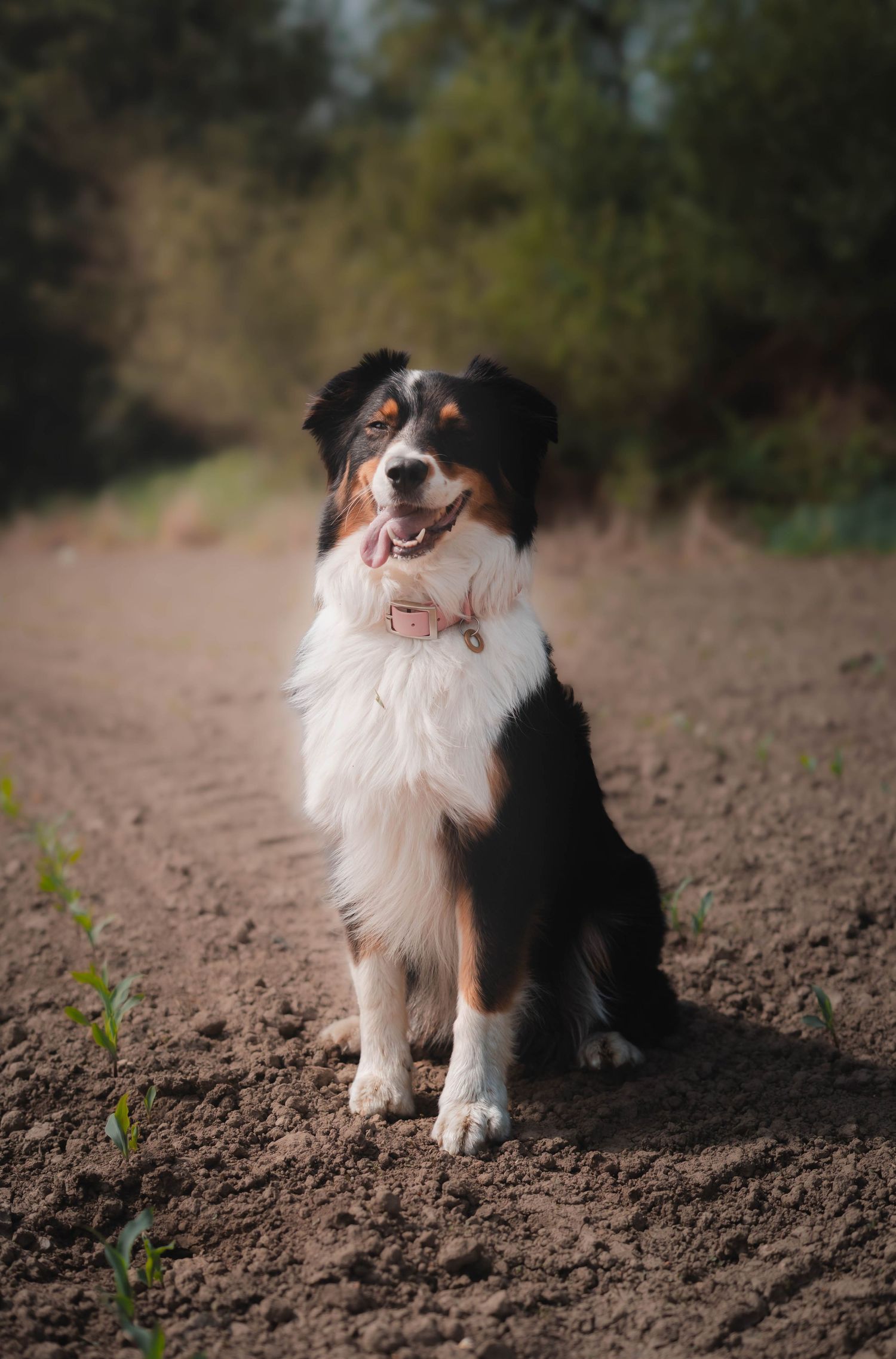 Tri-color Australian Shepherd dog sitting on a dirt path surrounded by trees with tongue out.