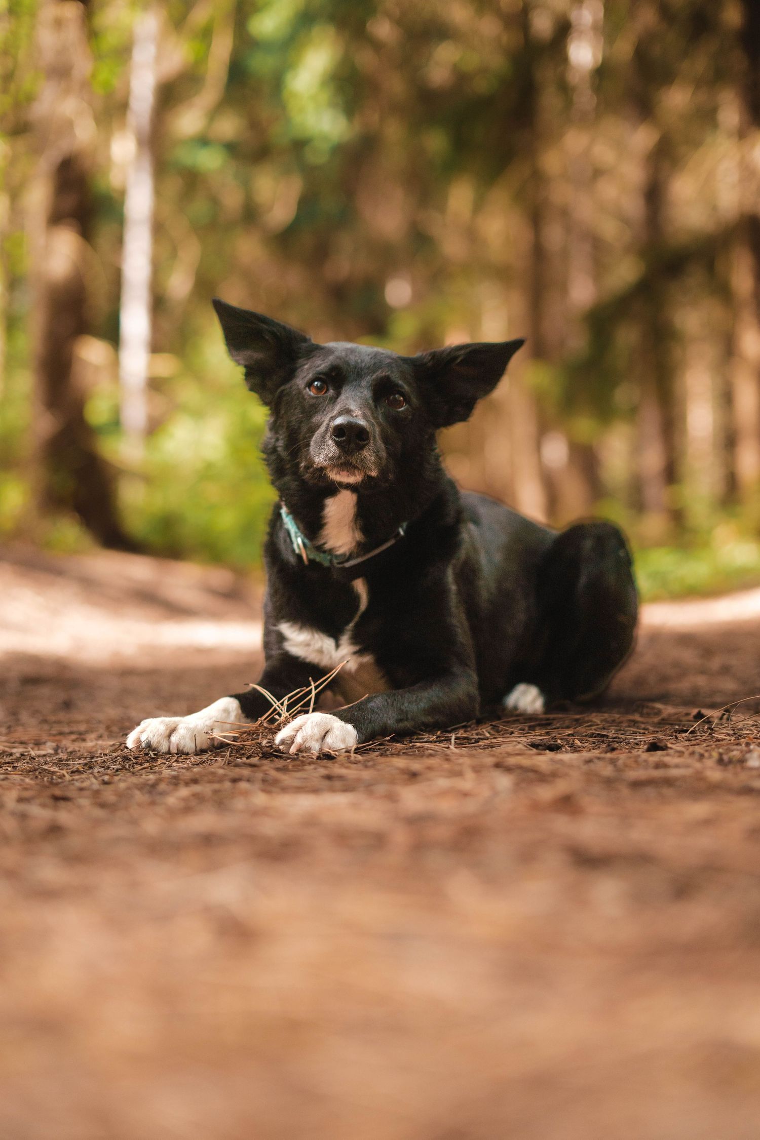 A black and white dog with perked ears lies on a forest floor dirt path looking at the camera.