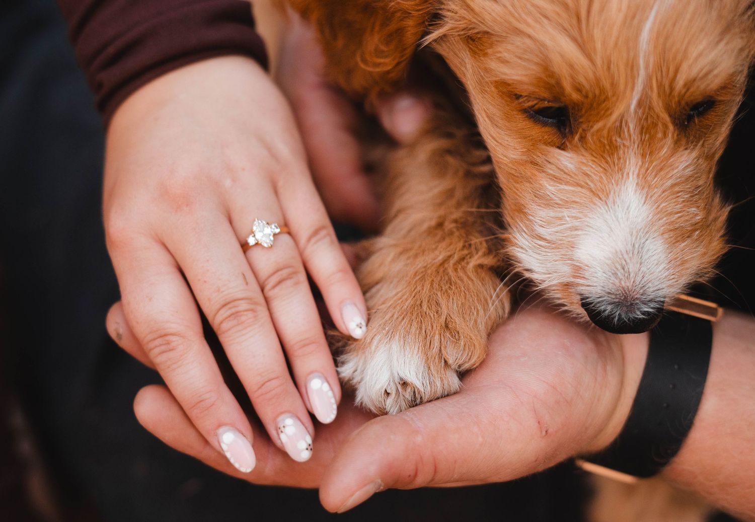 Close-up of couple's hands holding a golden doodle puppy, woman wearing a diamond engagement ring.