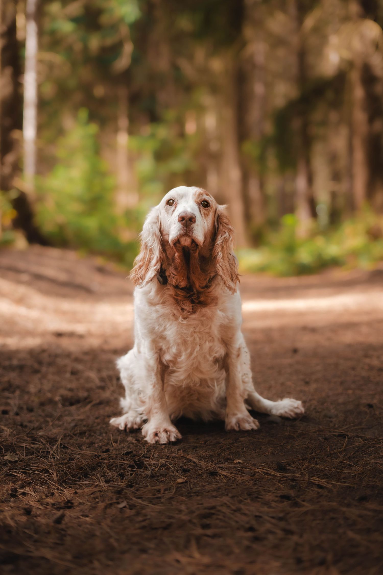 A white and tan Cocker Spaniel sits attentively on a forest path surrounded by tall pine trees.