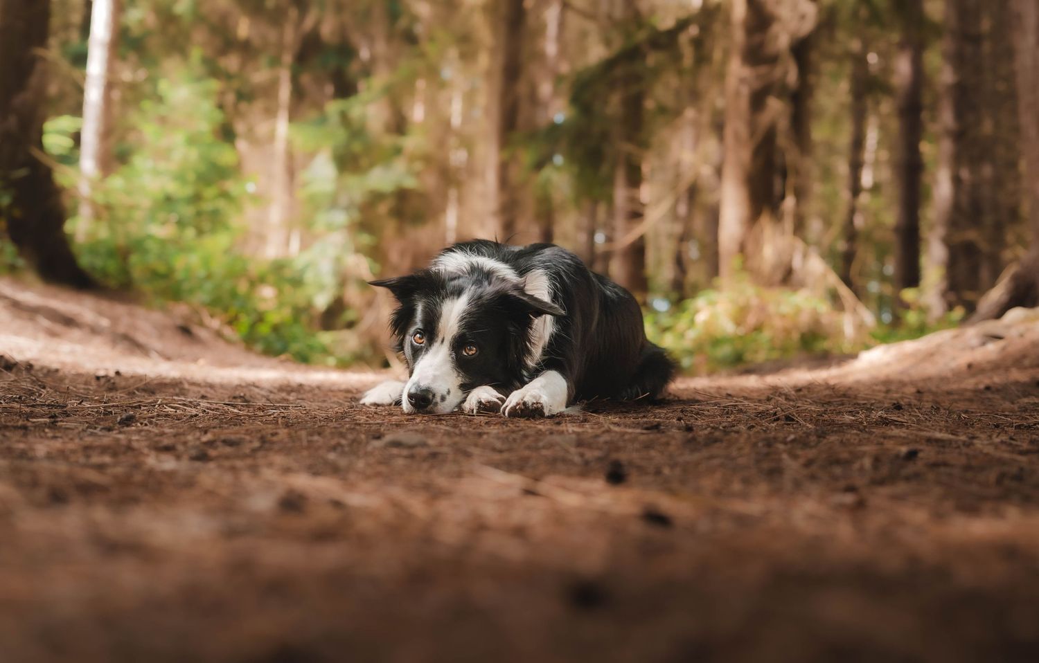 A black and white Border Collie lies on a dirt path in a sunlit forest.