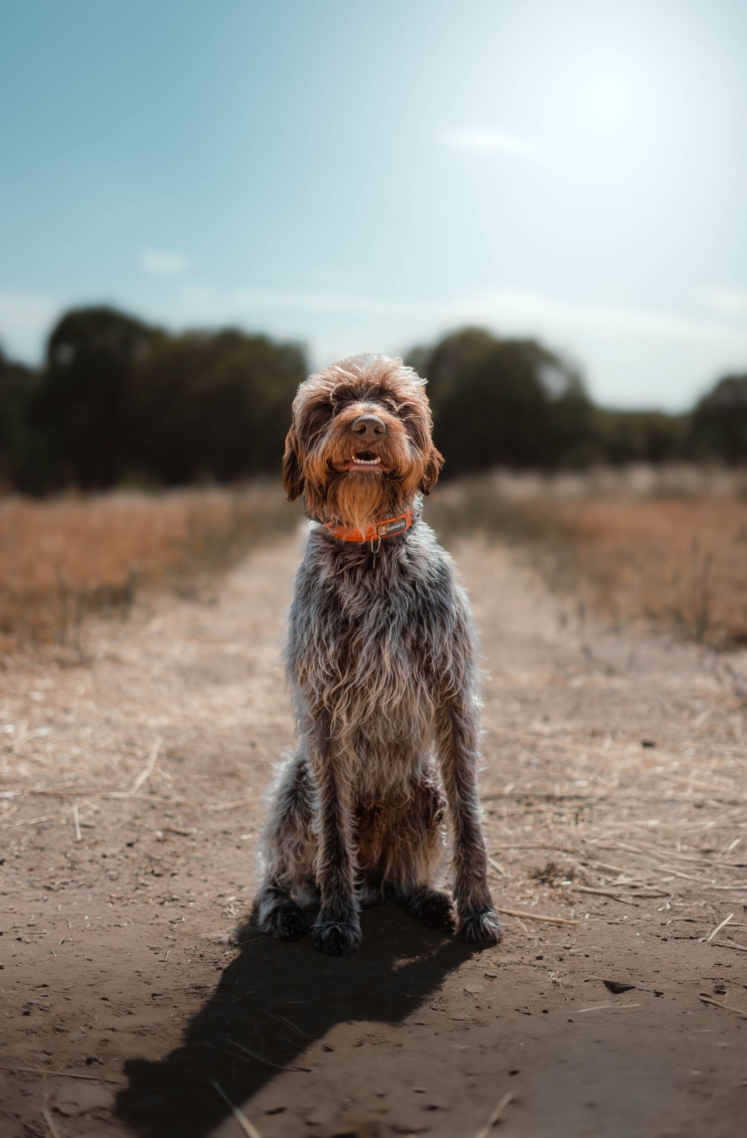 A scruffy brown mixed-breed dog sits on a dusty trail in an open field under a bright sunny blue sky.