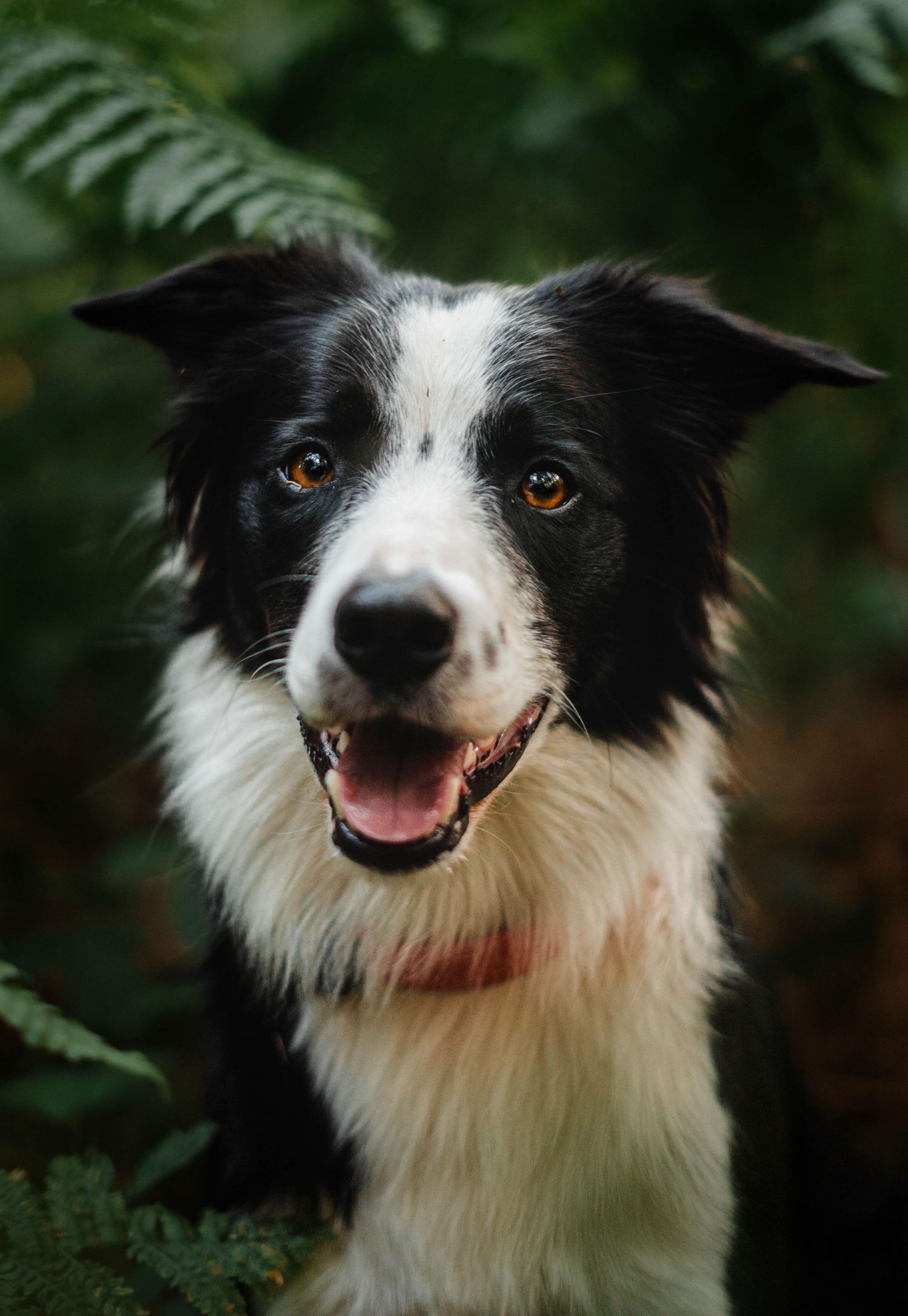 A happy black and white Border Collie smiles at the camera surrounded by green ferns.