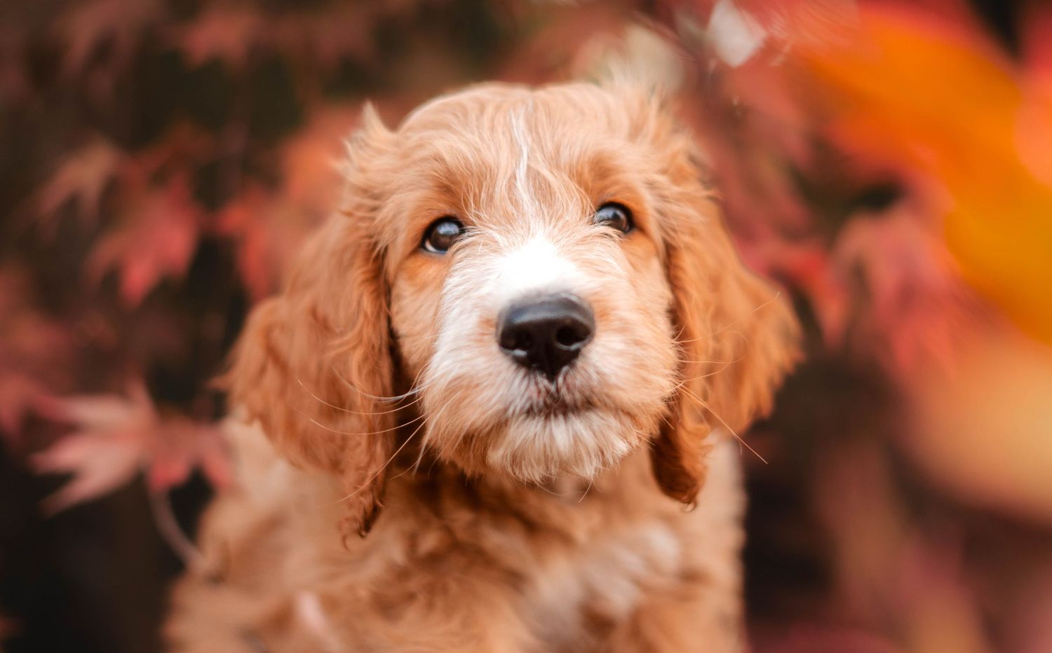 Adorable golden doodle puppy with soulful eyes surrounded by vibrant red autumn maple leaves.