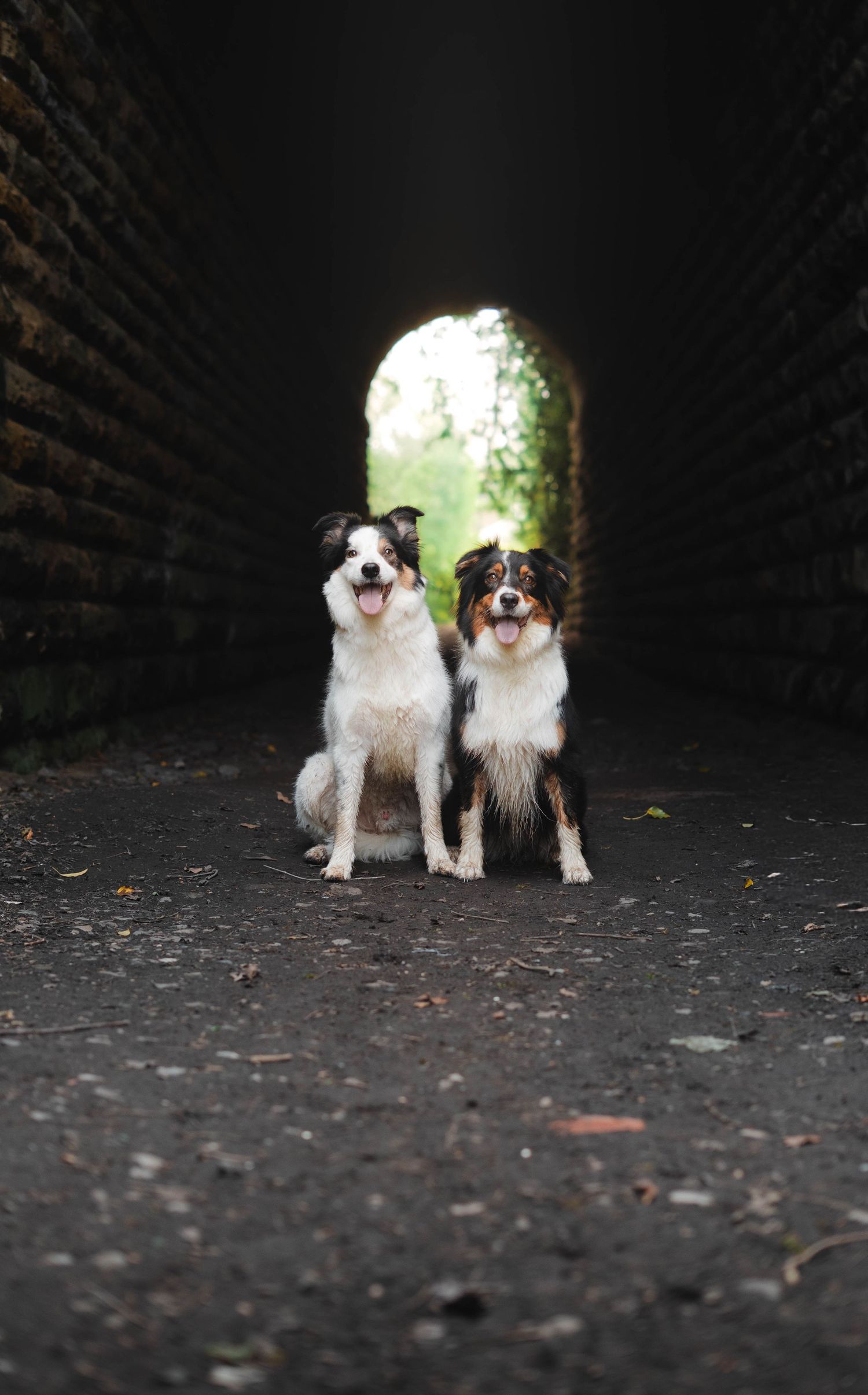 Two border collies sitting together in a dark brick tunnel with light at the end.