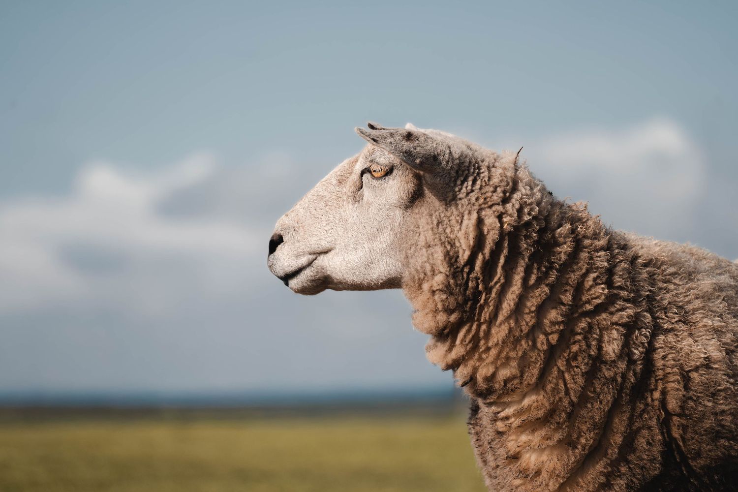 Close-up profile portrait of a woolly sheep against a bright blue sky with light clouds.