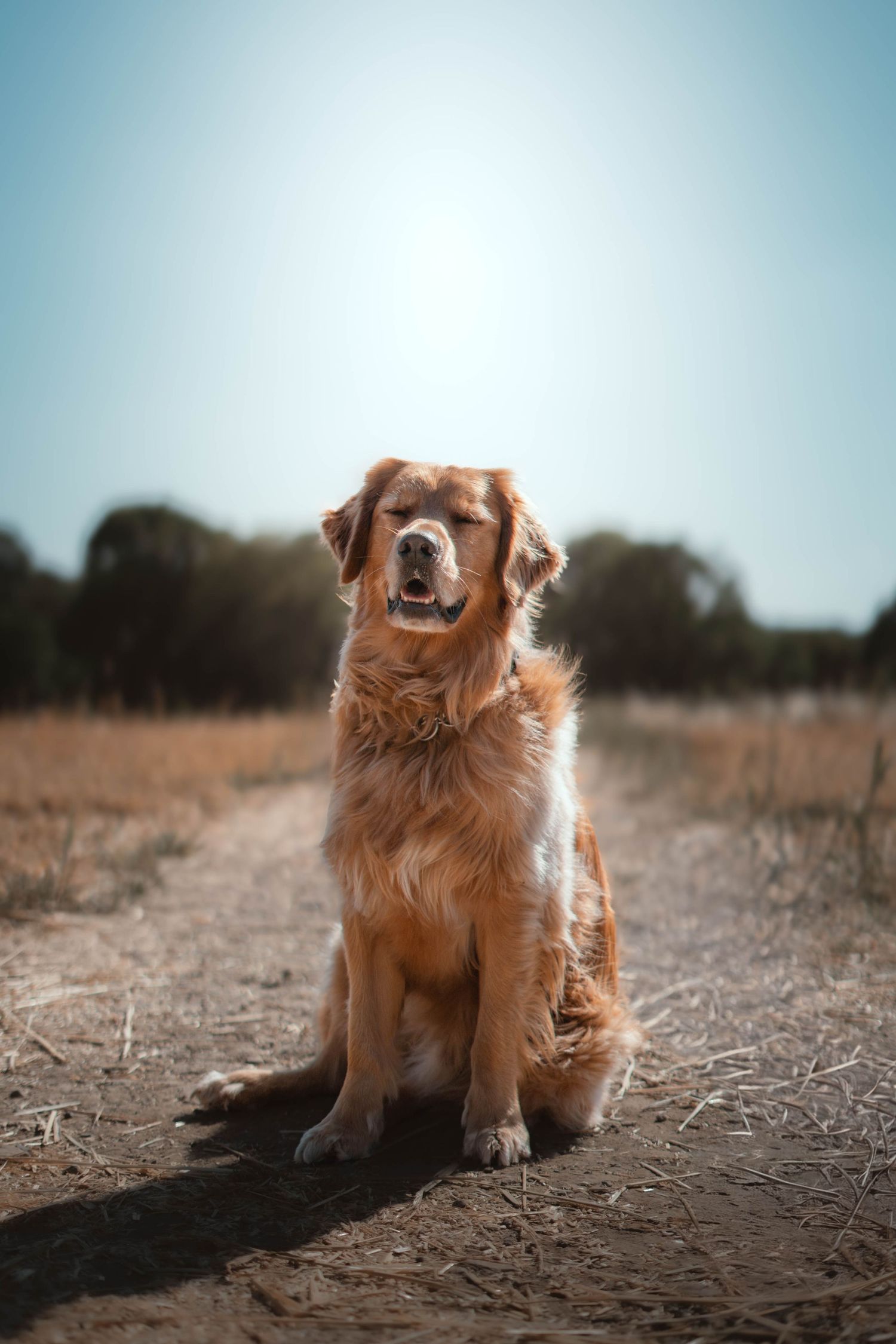 A fluffy golden retriever sits happily on a dirt path in a sunny open field with dry grass and trees behind.