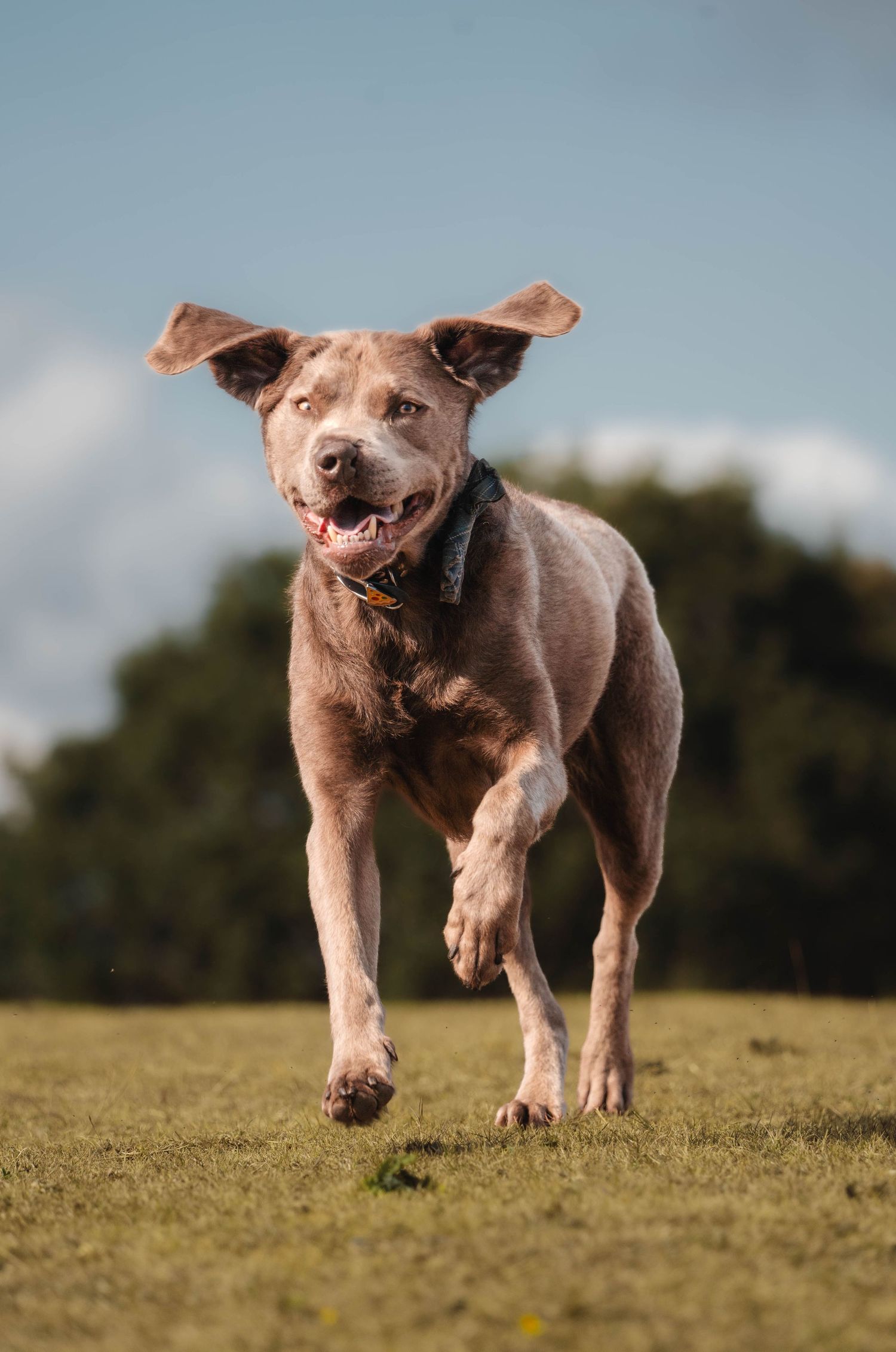 Happy brown Pitbull mix running energetically across a green grassy field on a sunny day.