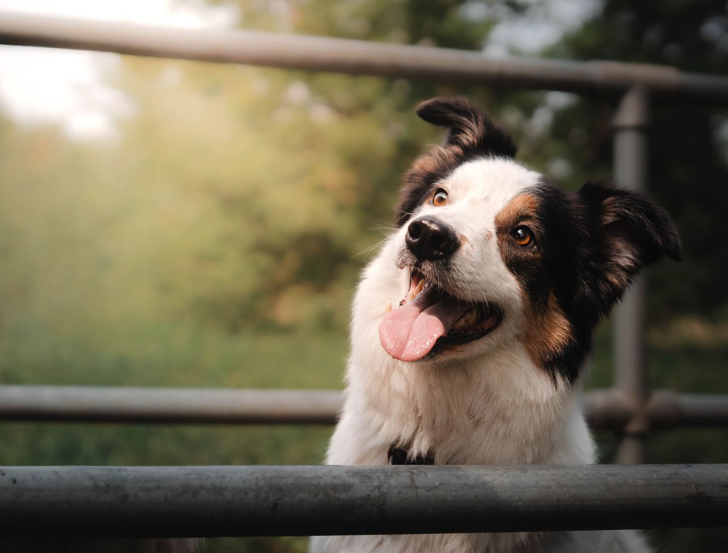 Happy border collie dog resting paws on a metal fence with tongue out in soft light.