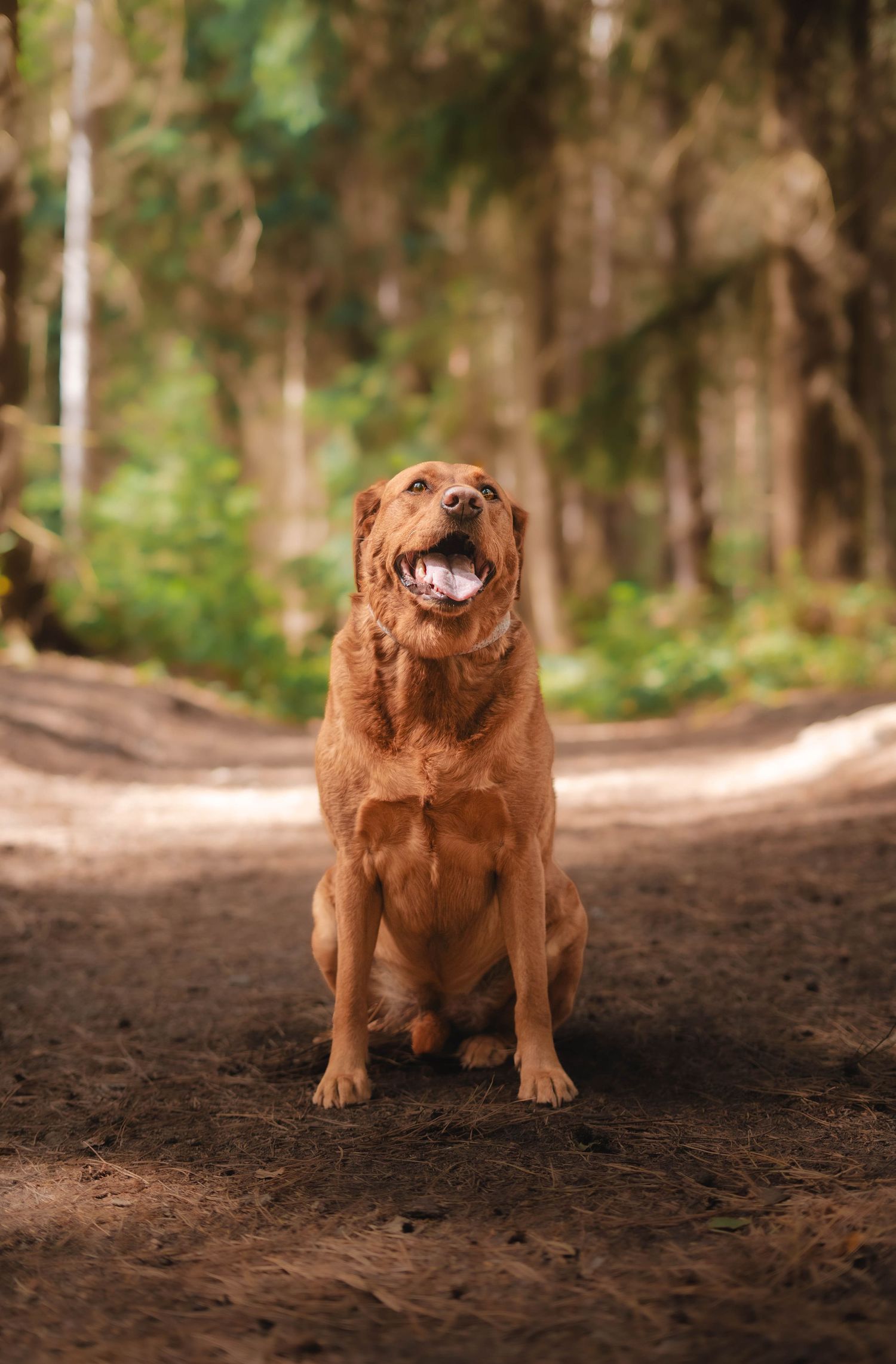 A happy golden-brown Labrador sits on a forest dirt path with mouth open and tongue out.