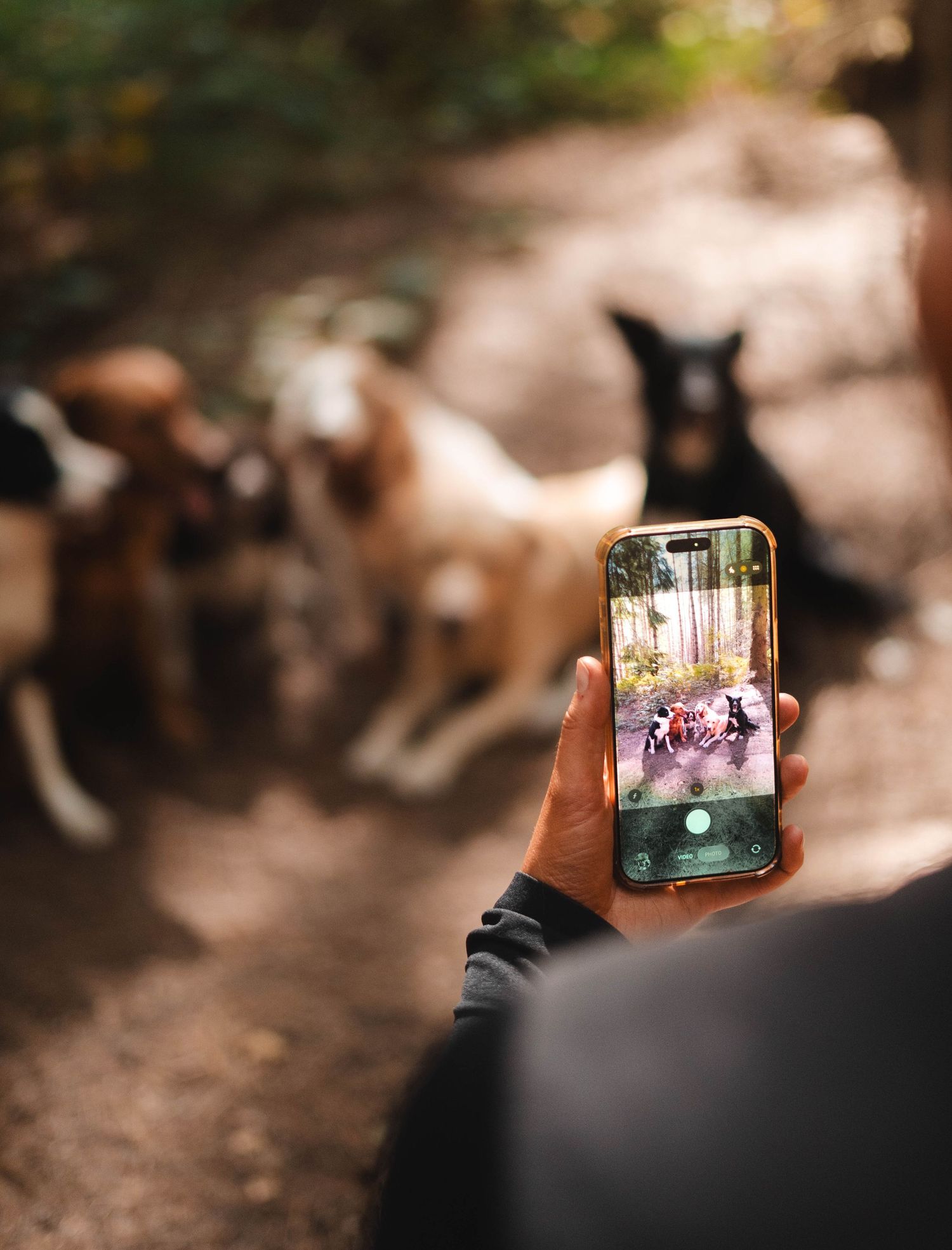 Person photographing a group of dogs on a forest trail using a smartphone camera.