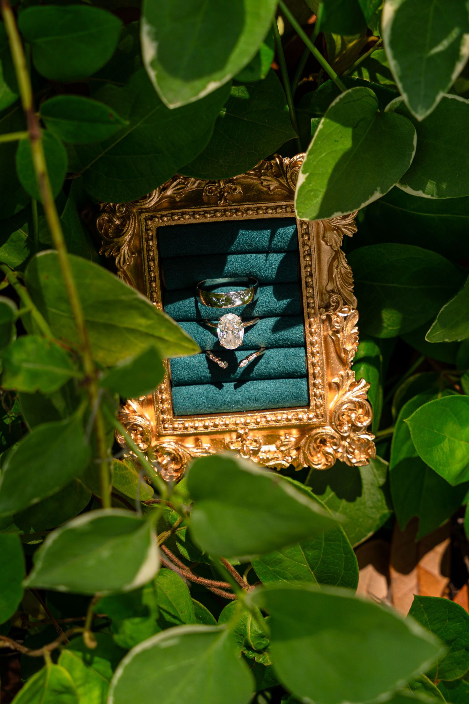 Diamond engagement ring displayed in a gold ornate frame with teal velvet lining, nestled among lush green leaves outdoors.