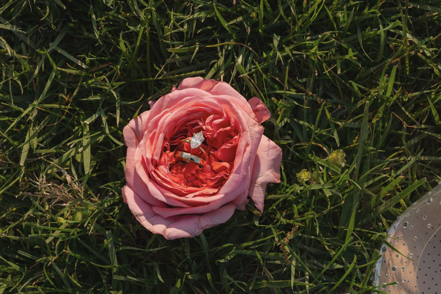 A pink rose resting on green grass with a diamond engagement ring placed in its center.