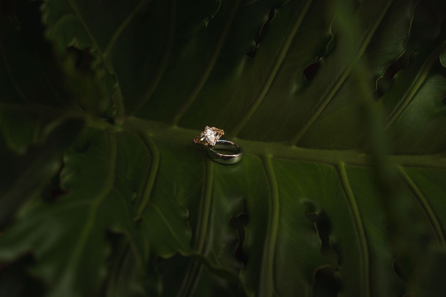 A delicate diamond engagement ring resting on a large dark green tropical leaf with prominent veins.