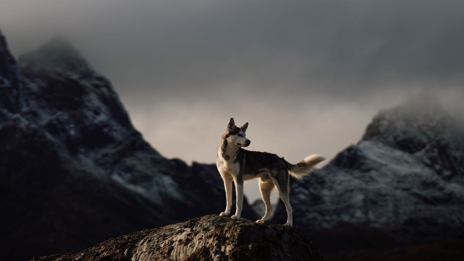 A lone wolf stands majestically on a rocky outcrop with dramatic snow-capped mountains and stormy skies in the background.