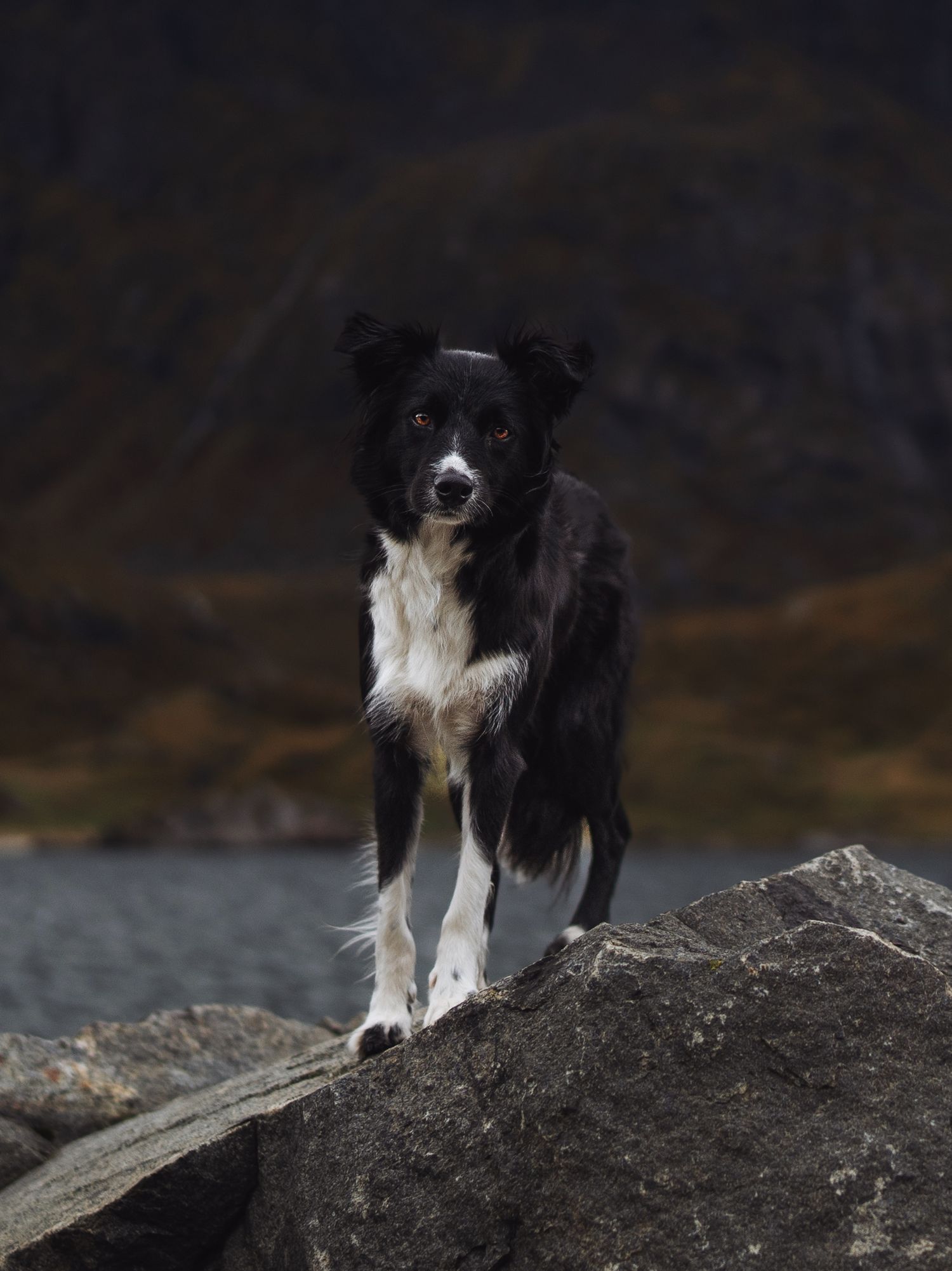 Black and white Border Collie standing on rocky terrain with a mountain lake backdrop.