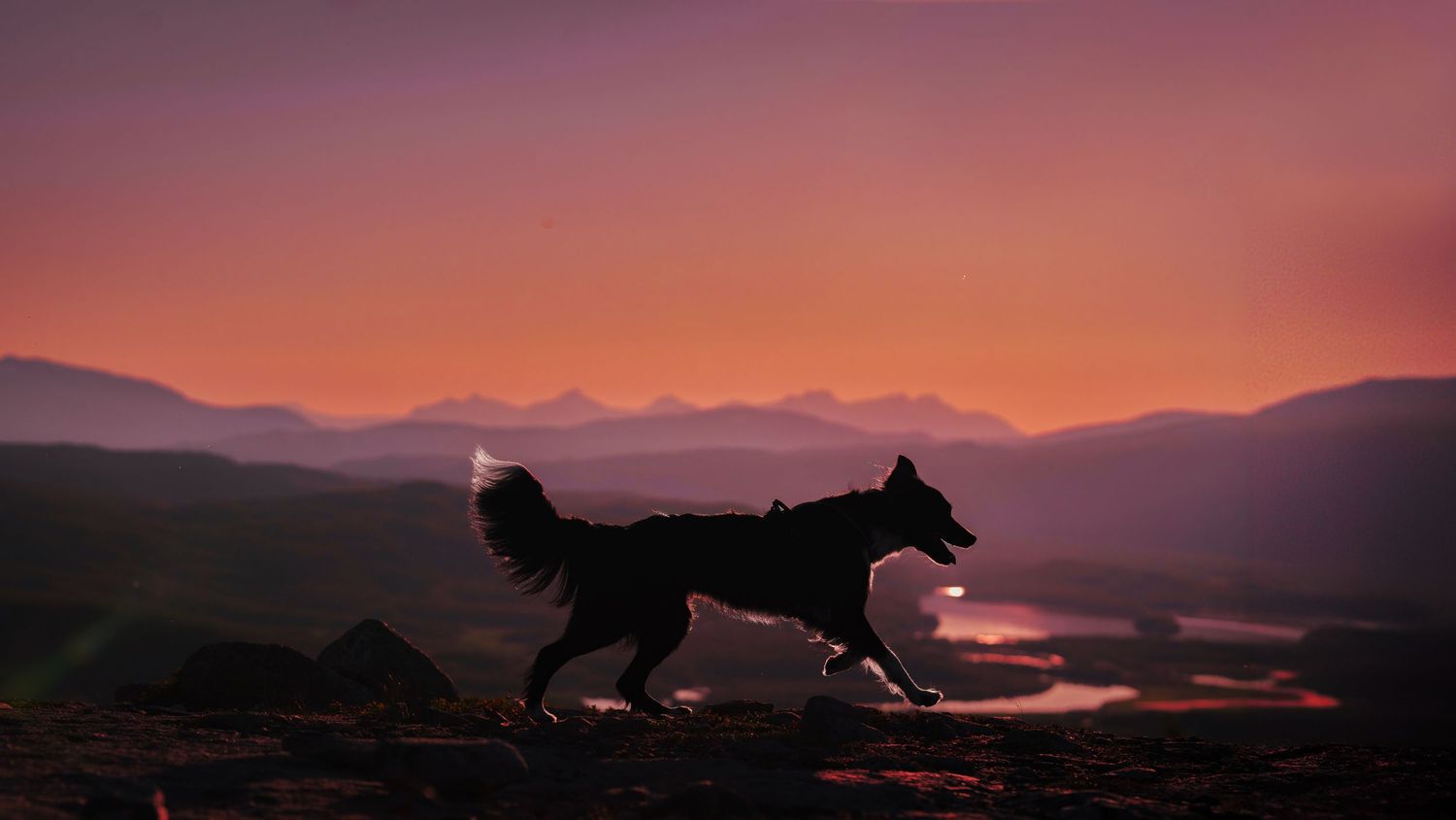 Silhouette of a dog running across a hilltop at sunset with mountains and a vibrant orange-pink sky in the background.