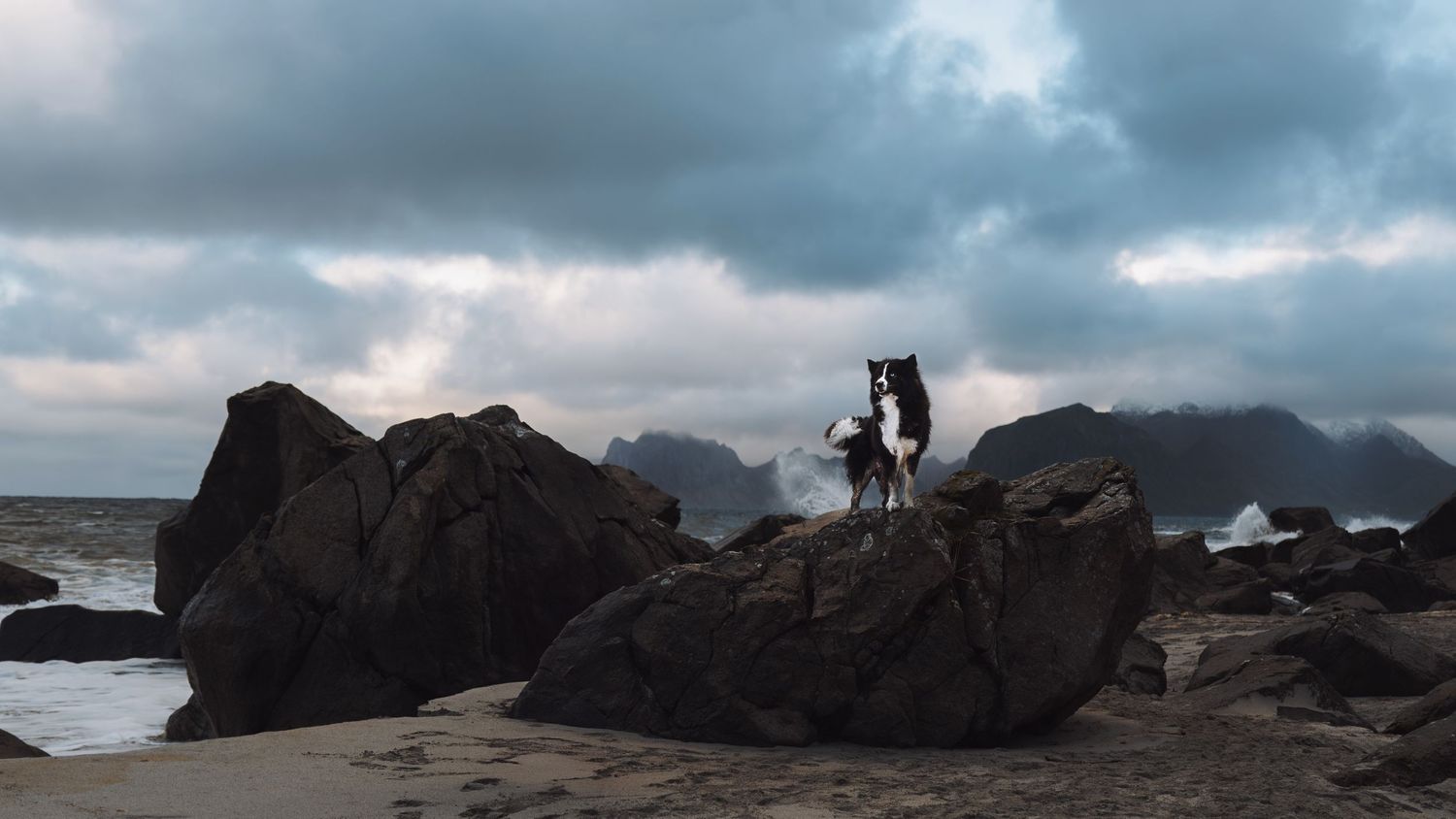 Two dogs stand on rocky coastal boulders under dramatic cloudy skies with ocean waves and misty mountains in the background.