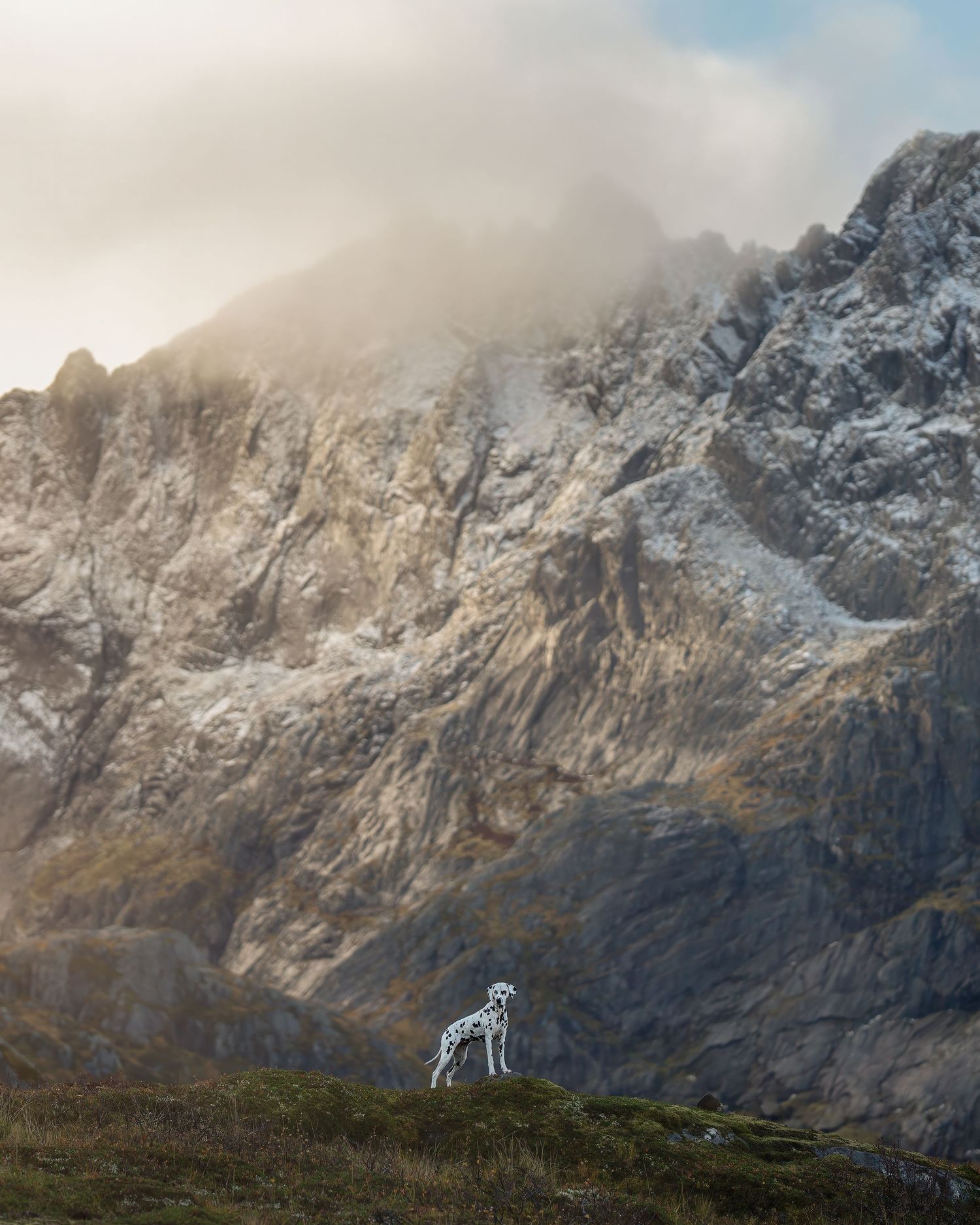 A Dalmatian dog stands on a grassy hill before a dramatic rocky mountain shrouded in mist.