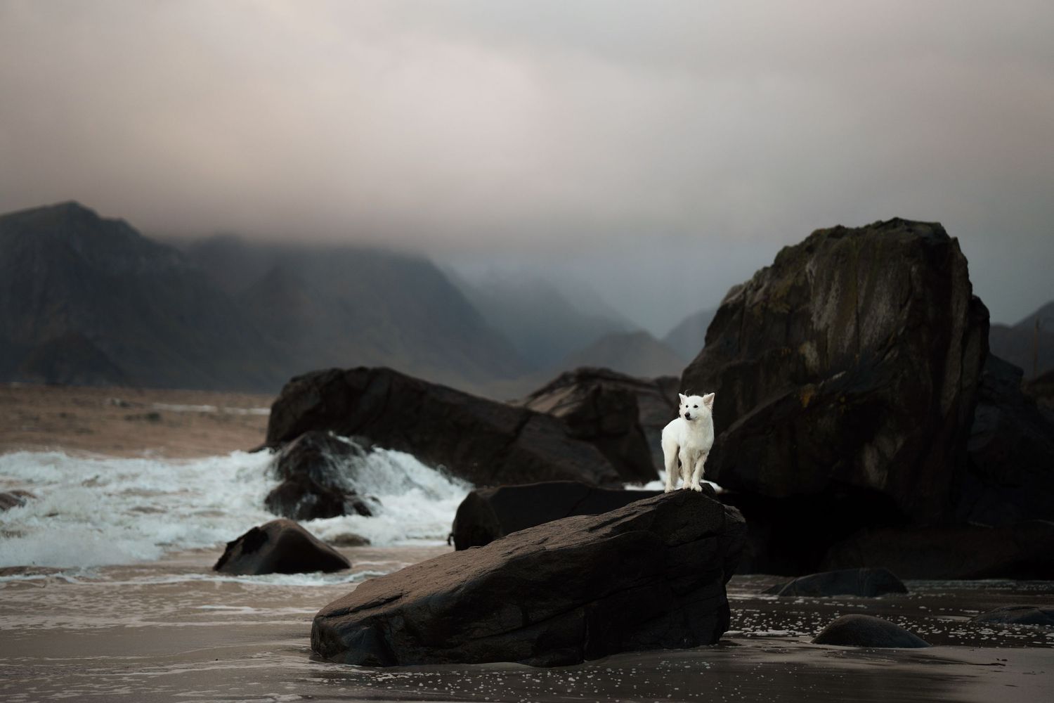 A white wolf stands majestically on dark coastal rocks with misty mountains and crashing waves in the background.