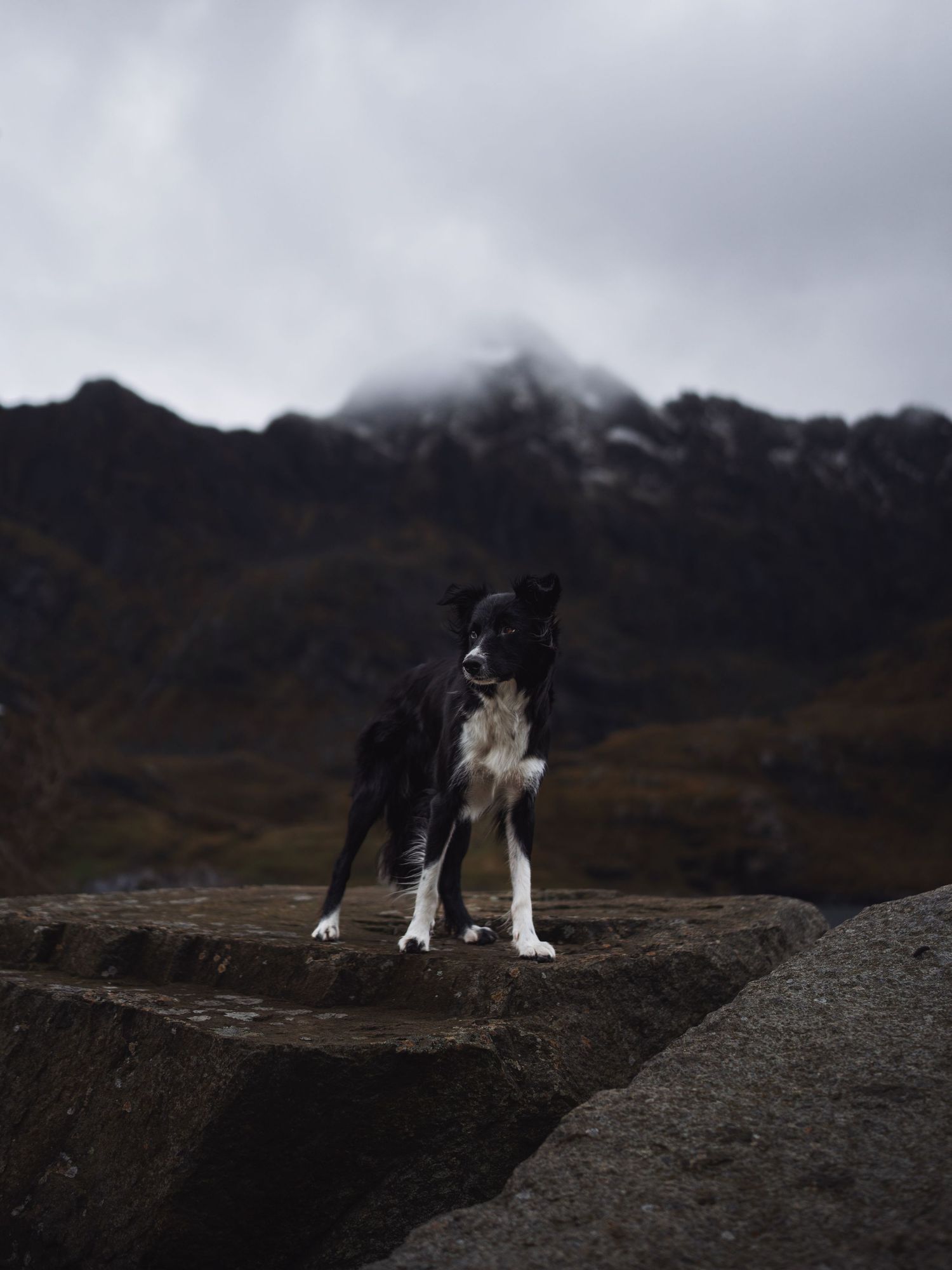 A black and white Border Collie stands on rocky terrain with misty mountain peaks in the background.