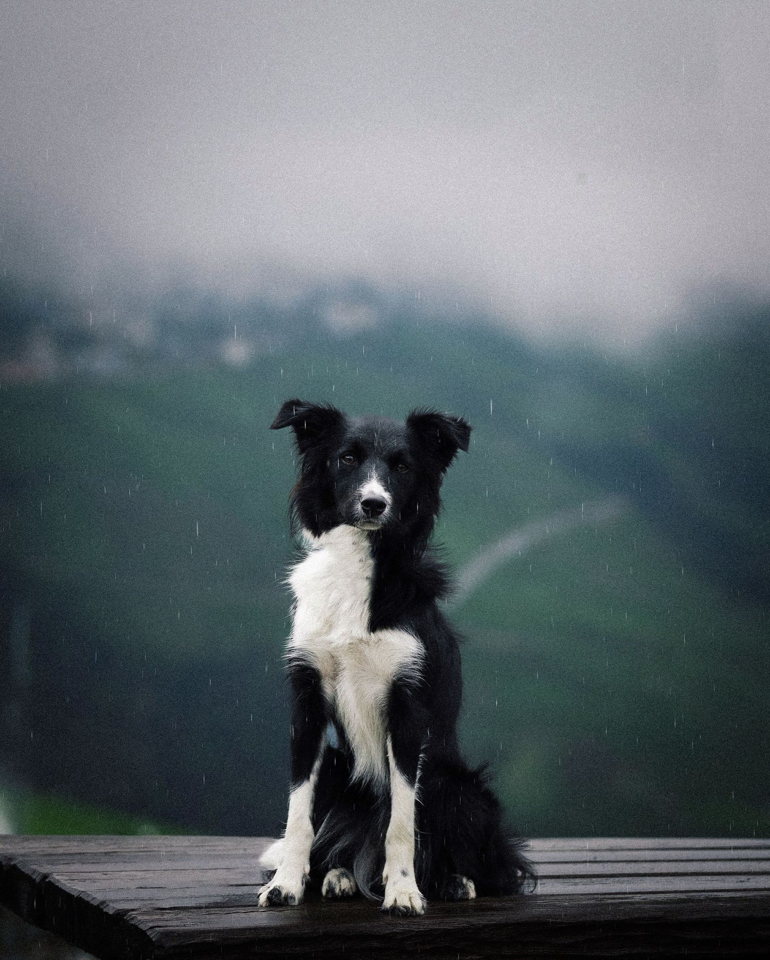 A black and white Border Collie sits on a wooden surface in the rain with a misty green landscape behind.