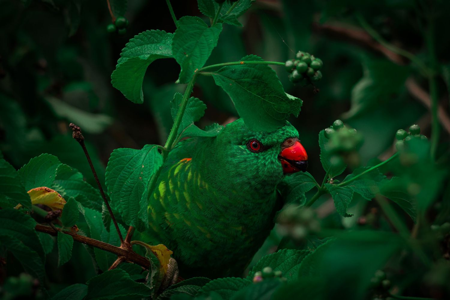 Native Australian bird