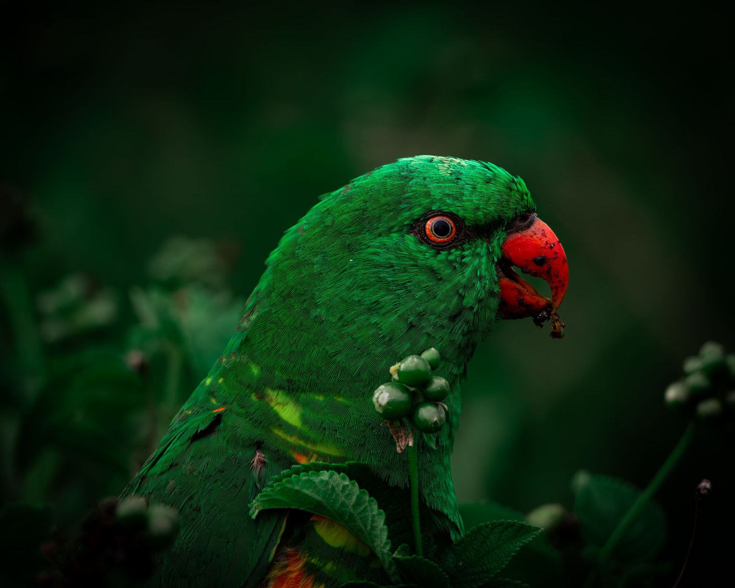 Native Australian bird