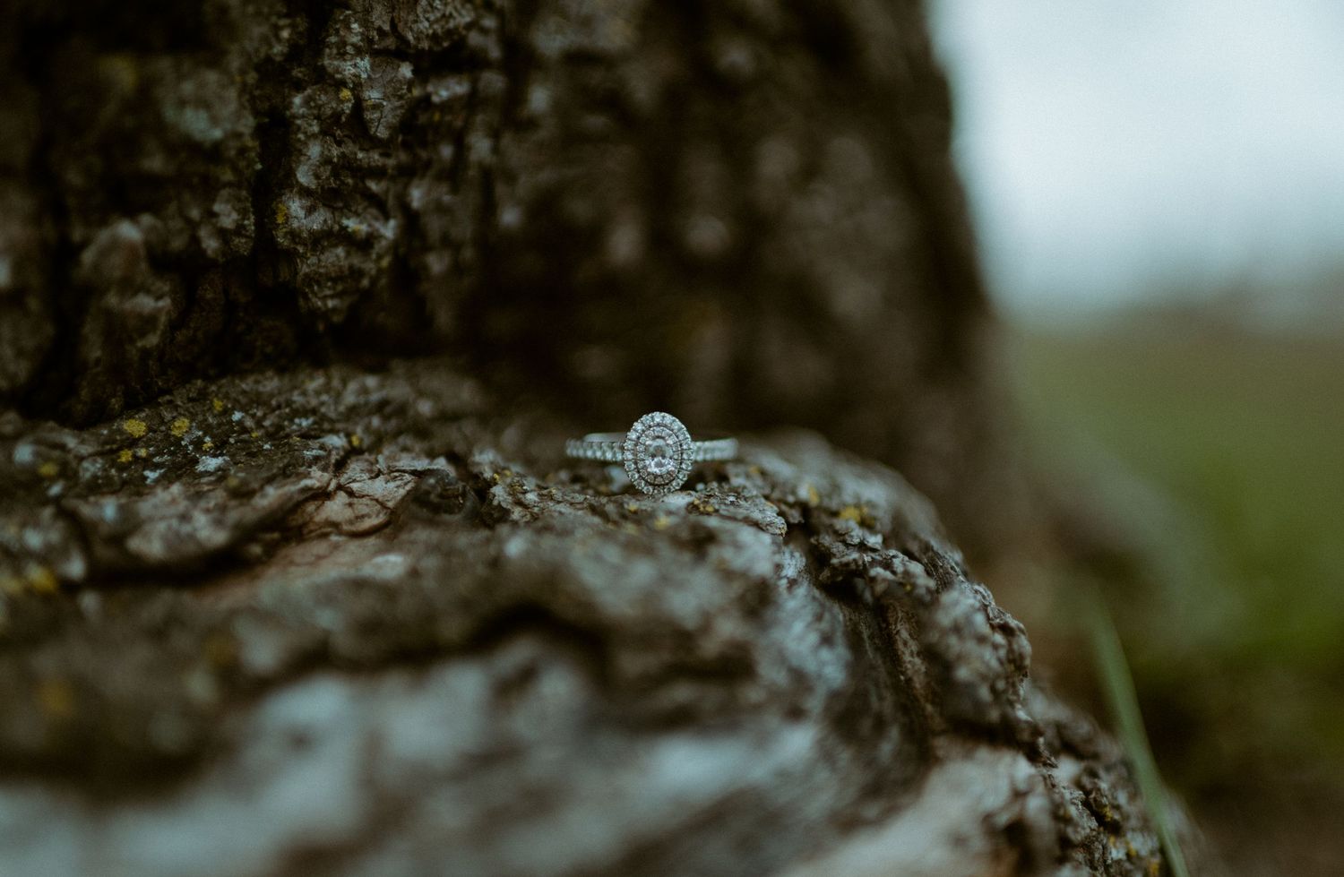 Elegant oval diamond halo engagement ring resting on textured tree bark in an outdoor setting.