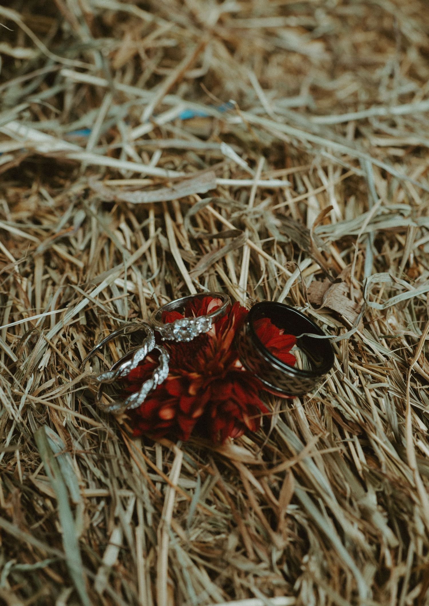 Wedding rings and diamond engagement ring resting on red flower petals scattered across dried hay or straw.