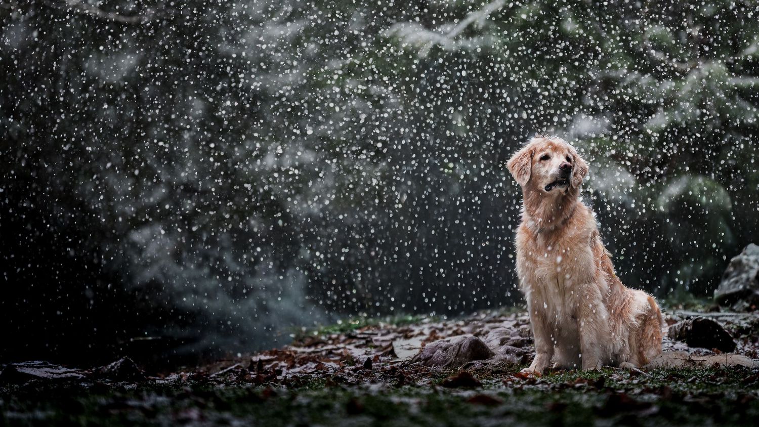 A golden retriever sits peacefully outdoors in falling snow, surrounded by dark evergreen trees in a serene winter scene.
