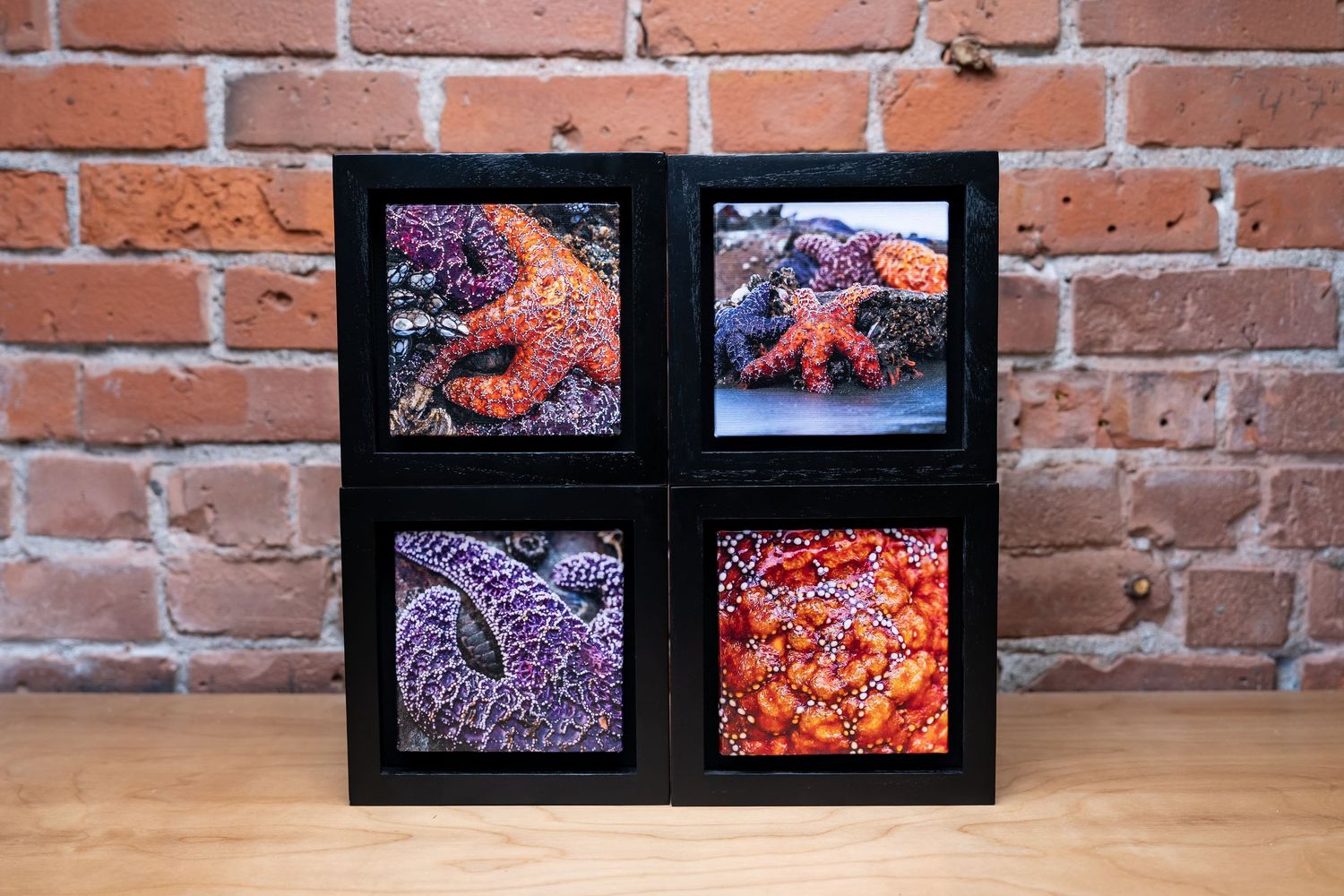 Four framed photos of colorful sea stars and anemones displayed in a black grid frame against a brick wall.